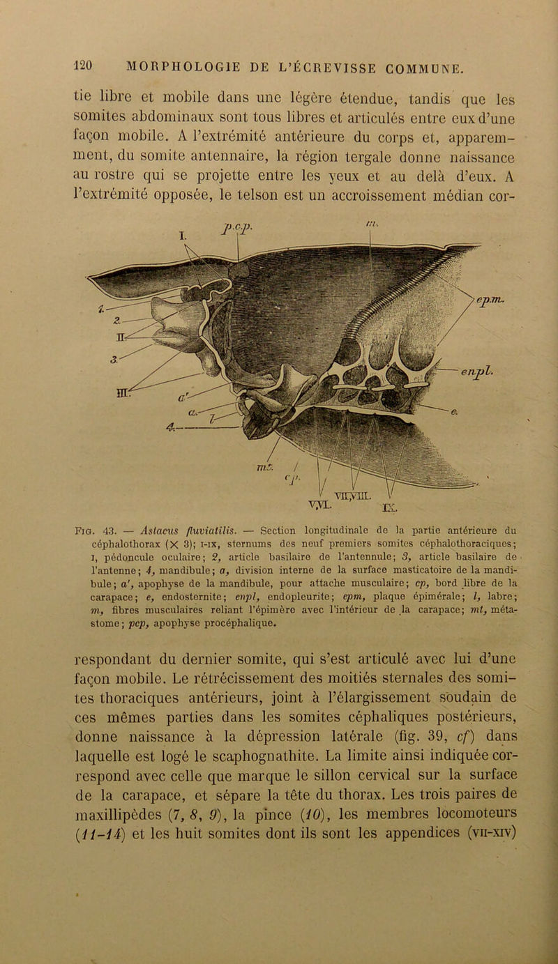 tie libre et mobile dans une legbre btendue, tandis que les somites abdominaux sont tous libres et articules entre euxd’une i'agon mobile. A l’extremite anterieure du corps et, apparem- ment, du somite antennaire, la region tergale donne naissance au rostre qui se projette entre les yeux et au dela d’eux. A l’extremite opposee, le telson est un accroissement median cor- Fig. 43. — Aslacus fluviatilis. — Section longitudinale de la partio anterieure du cdphalothorax (X 3); i-ix, sternums des neuf premiers somites cephalothoraciqucs; l, pddoncule oculaire; 2, article basilaire de l’antennule; 3, article basilaire de l’antenne; 4, mandibule; a, division interne de la surface masticatoire de la mandi- bule; a', apophyse de la mandibule, pour attache musculaire; cp, bord libre de la carapace; e, endosternite; enpl, endopleurite; cpm, plaque epimeralc; l, labre; m, fibres musculaires reliant l’epimere avec l’intdricur de la carapace; mt, meta- stome; pep, apophyse procephalique. respondant du dernier somite, qui s’est articule avec lui d’une fagon mobile. Le retrecissement des moities sternales des somi- tes thoraciques anterieurs, joint a l’elargissement soudain de ces memes parties dans les somites cephaliques posterieurs, donne naissance a la depression laterale (fig. 39, cf) dans laquelle est loge le scaphognathite. La limite ainsi indiquee cor- respond avec celle que marque le sillon cervical sur la surface de la carapace, et separe la tete du thorax. Les trois paires de maxillipedes (7, 8, 9), la pince (10), les membres locomoteurs (11-Id) et les huit somites dont ils sont les appendices (vii-xiv)