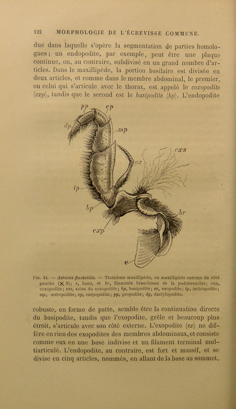 due dans laquelle s’opcrc la segmentation de parties homolo- gies; un endopodite, par exemplc, peut etre une plaque continue, ou, au contrairc, subdivisb en un grand nombre d’ar- ticles. Dans le maxillipede, la portion basilaire est divisee en deux articles, et comme dans le membre abdominal, le premier, ou celui qui s’articule avec le thorax, est appele le coxopodite {exp), tandis que le second est le basipodite (bp). L’endopodite Fig. 44. — Astacus /luvialilis. — Troisifeme maxillipedo, ou maxillipede externe du cdt6 gauche (X 3); e, lame, et hr, filaments brancliiaux de la podobranchie; exp, coxopodite; exs, soies du coxopodite; bp, basipodite; ex, exopodite; ip, ischiopodite; mp, meropodite; cp, carpopodite; pp, propodite; dp, dactylopodite. robuste, en forme de patte, semble etre la continuation directe du basipodite, tandis que l’exopodite, grele et beaucoup plus etroit, s’articule avec son cote externe. L’exopodite {ex) ne dif- fbre enriendes exopodites des membres abdominaux, .et consiste comme eux en une base indivise et un filament terminal mul- tiarticule. L’endopodite, au contraire, est fort et massif, et se divise en cinq articles, nommes, en allant de la base au sommet,