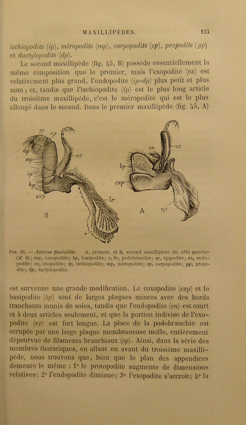 ischiopodite (ip), meropodite (mp), carpopodite (cp), propodite (pp) et dactylopodite (dp). Le second maxillipede (fig. 45, B) possede essentiellement la memo composition que le premier, mais l’exopodite (ex) est relativement plus grand, l’endopodite (ip-dp) plus petit et plus mou; et, tandis que 1’ischiopodite (ip) est le plus long article du troisieme maxillipede, c’est le meropodite qui est le plus allonge dans le second. Dans le premier maxillipede (fig. 45, A) Fig. 45. — Astacus fluvialilis. A, premier, et B, second maxillip&de du cote gauclie- (X 3); exp, coxopodite; bp, basipodite; e, hr, podobrancliie; ep, epipodite; en, endo- podite; ex, exopodite; ip, ischiopodite; mp, meropodite; cp, carpopodite; pp, propo- dite; dp, dactylopodite. est survenue une grande modification. Le coxopodite (exp) et le basipodite (bp) sont de larges plaques minces avec des bords tranchants munis de soies, tandis que l’endopodite (en) est court et a deux articles seulement, et que la portion indivise de l’exo- podite (ex) est fort longue. La place de la podobrancliie est occupee par une large plaque membraneuse molle, enticrement depourvue de filaments branchiaux (ep). Ainsi, dans la serie des membres thoraciques, en allant en avant du troisieme maxilli- pede, nous trouvons quo, bien que le plan des appendices demeure le memo : 1° le protopodite augmente de dimensions relatives; 2° l’endopodite diminue; 3° l’exopodite s’accroit; 4° la