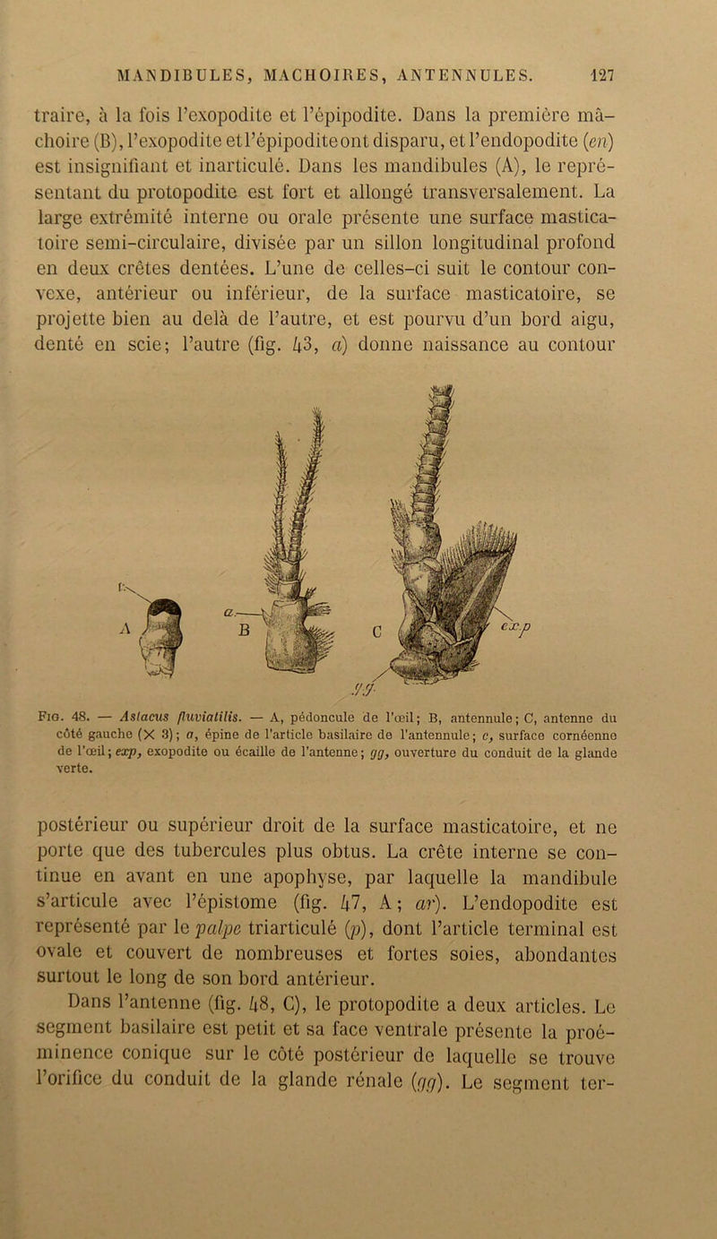 traire, a la fois l’exopodite et l’epipodite. Dans la premiere ma- choire (B), l’exopodite etl’cpipoditeont disparu, et l’endopodite (en) est insigniiiant et inarticule. Dans les mandibules (A), le repre- sentant du protopodite est fort et allonge transversalement. La large extremite interne ou orale presente une surface mastica- toire semi-circulaire, divisee par un sillon longitudinal profond en deux cretes dentees. L’une de celles-ci suit le contour con- vcxe, anterieur ou inferieur, de la surface masticatoire, se projette bien au dela de l’autre, et est pourvu d’un bord aigu, dente en scie; l’autre (fig. 43, a) donne naissance au contour Fig. 48. — Aslacus /luviatilis. — A, pedoncule de 1’ceil; B, antennule; C, antenne du cotd gauche (X 3); a, epine de l'articlc basilaire de l’antennule; c, surface corndenne de l’oeil; exp, exopodite ou dcaille de l’anteune; rjg, ouverture du conduit de la glande verte. posterieur ou superieur droit de la surface masticatoire, et ne porte que des tubercules plus obtus. La crete interne se con- tinue en avant en une apophyse, par laquelle la mandibule s’articule avec l’epistome (fig. 4V, A; ar). L’endopodite est represente par le palpe triarticule (p), dont Particle terminal est ovale et couvert de nombreuses et fortes soies, abondantes surtout le long de son bord anterieur. Dans l’antenne (fig. 48, C), le protopodite a deux articles. Le segment basilaire est petit et sa face ventrale presente la proe- minence conique sur le cote posterieur de laquelle se trouve l’orifice du conduit de la glande renale (rjg). Le segment ter-