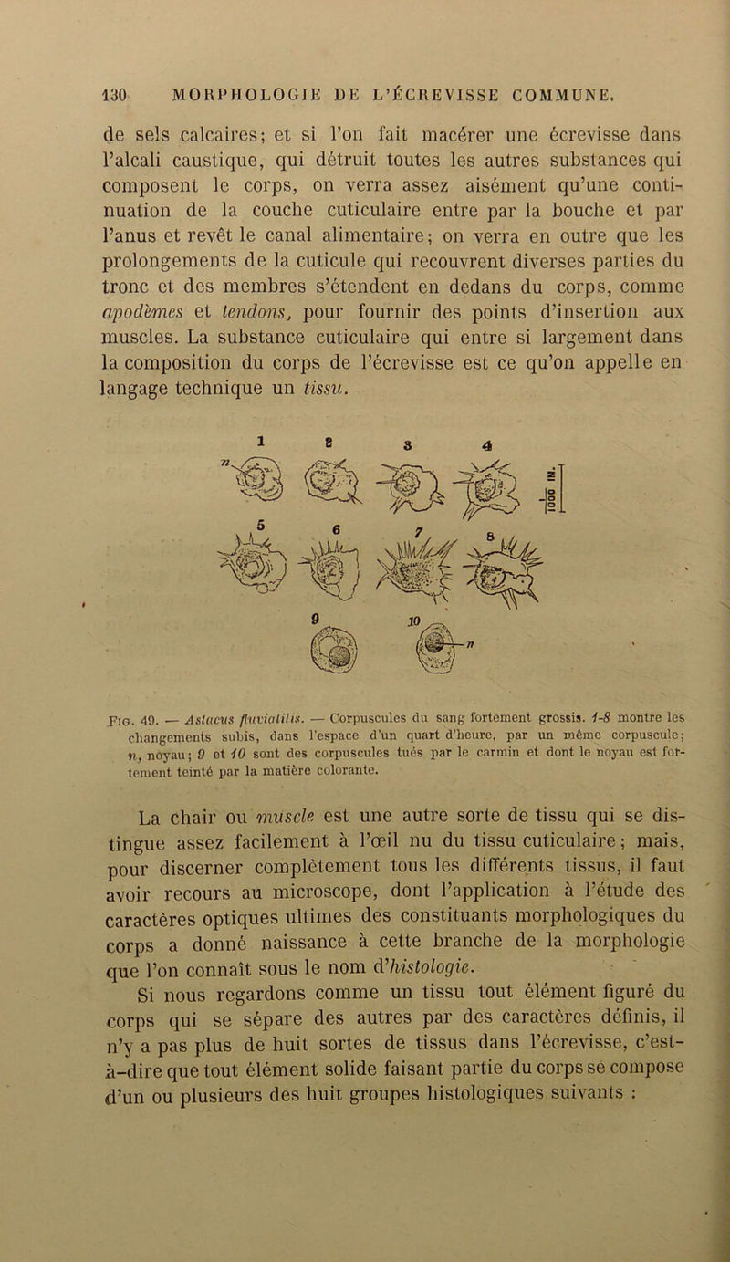 de sels calcaires; et si l’on fait mac6rer une 6crevisse dans l’alcali caustique, qui detruit toutes les autres substances qui composent le corps, on verra assez aisement qu’une conti- nuation de la couche cuticulaire entre par la bouche et par Panus et revet le canal alimentaire; on verra en outre que les prolongements de la cuticule qui recouvrent diverses parties du tronc et des membres s’etendent en dedans du corps, comme apod'emes et tendons, pour fournir des points d’insertion aux muscles. La substance cuticulaire qui entre si largement dans la composition du corps de Pecrevisse est ce qu’on appelle en langage technique un tissu. Fig. 49. — Astacvs fluvialilix. — Corpuscules du sang fortement grossis. 1-8 montre les changements subis, dans l'espace d’un quart d’lieure, par un m&ne corpuscu'.e; n, noyau; 9 et 10 sont des corpuscules tues par le carmin et dont le noyau est for- tement teintd par la matierc colorante. La chair ou muscle est une autre sorte de tissu qui se dis- tingue assez facilement a l’oeil nu du tissu cuticulaire; rnais, pour discerner completement tous les differents tissus, il faut avoir recours au microscope, dont Papplication a Petude des caracteres optiques ultimes des constituants morphologiques du corps a donne naissance a cette branche de la morphologie que Pon connait sous le nom dhistologic. Si nous regardons comme un tissu tout element figure du corps qui se separe des autres par des caracteres definis, il n’y a pas plus de huit sortes de tissus dans Pecrevisse, e’est- .a-dire que tout element solide faisant partie du corps se compose d’un ou plusieurs des huit groupes histologiques suivants : i 8 3 4