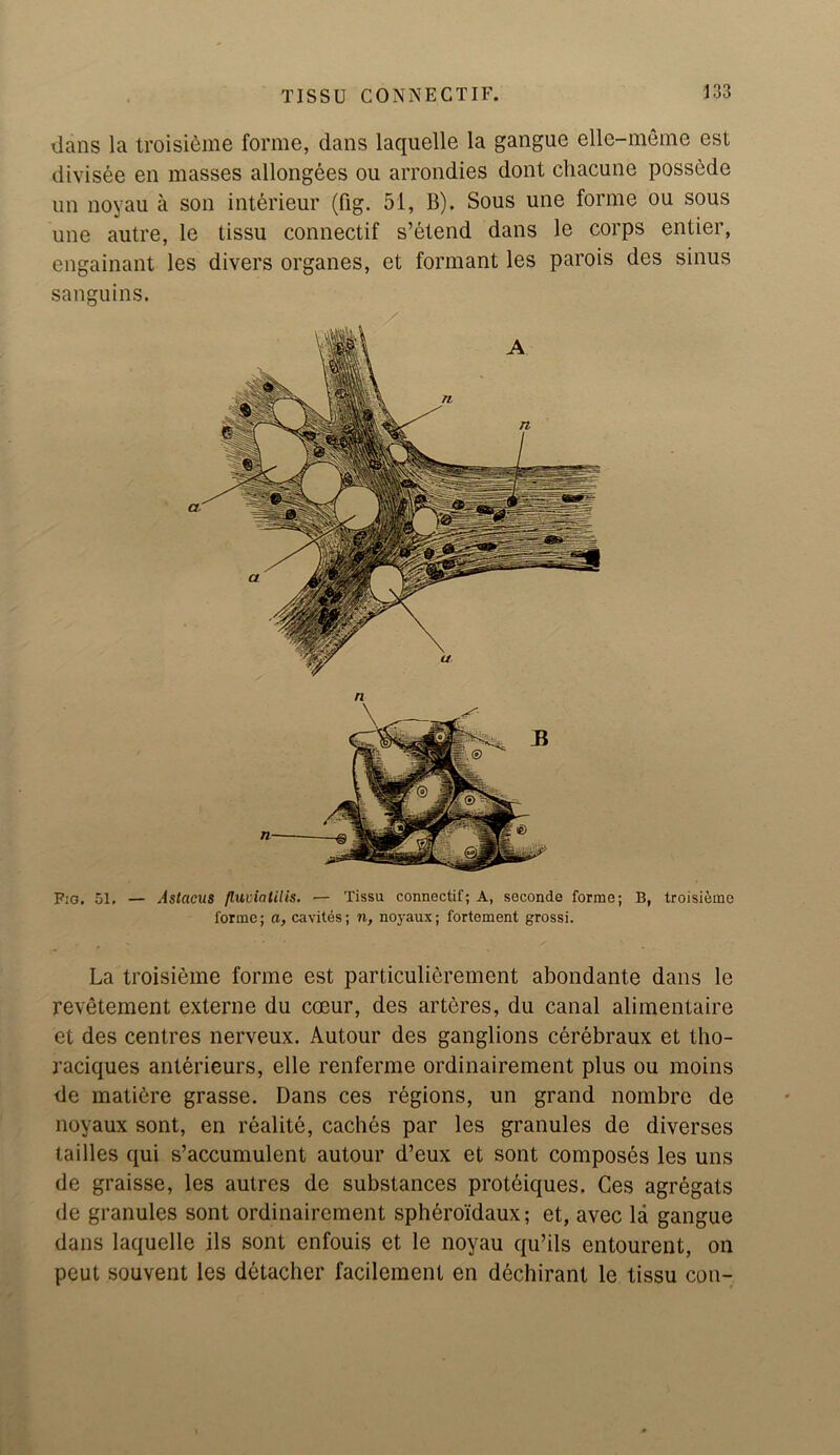 TISSU CONNECTIF. dans la troisieme forme, dans laquelle la gangue elle-meme est divisee en masses allongees ou arrondies dont chacune possede un noyau a son interieur (fig. 51, B). Sous une forme ou sous une autre, le tissu connectif s’etend dans le corps entier, engainant les divers organes, et formant les parois des sinus sanguins. F:g. 51. — Astacus /luvinlills. — Tissu connectif; A, seconde forme; B, troisieme forme; a, cavites; n, noyaus; fortement grossi. La troisieme forme est particulierement abondante dans le revetement externe du coeur, des arteres, du canal alimentaire et des centres nerveux. Autour des ganglions cerebraux et tho- raciques anterieurs, elle renferme ordinairement plus ou moms de matiere grasse. Dans ces regions, un grand nombre de noyaux sont, en realite, caches par les granules de diverses tailles qui s’accumulent autour d’eux et sont composes les uns de graisse, les autres de substances proteiques. Ces agregats de granules sont ordinairement spheroidaux; et, avec la gangue dans laquelle ils sont cnfouis et le noyau qu’ils entourent, on peut souvent les detacher facilement en dechirant le tissu con-