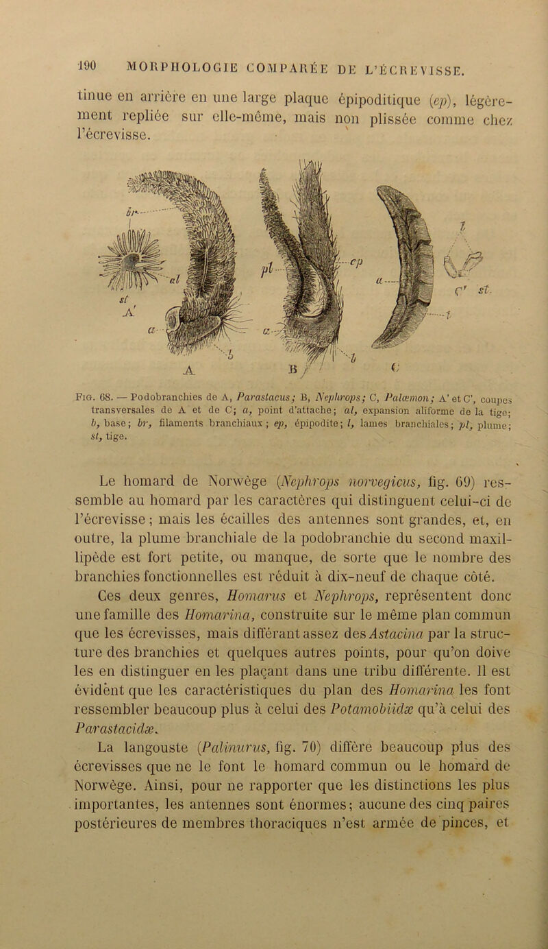 tinue en arriere cn line large plaque epipoditique (ep), legere- ment repliee sur elle-meme, mais non plissee comine chez l’ecrevisse. Fig. 08. — Podobrancliies de A, Paraslacus; B, iyephrops; C, Palcemon; A’etC’, coupes transversales do A et dc C; a, point d’attache; al, expansion aliforme de la tigc; h, base; hr, filaments branchiaux; ep, ^pipodite; l, lames brancliialcs; pi, plume; St, lige. Le homard dc Norwege (Nephrops norvegicus, fig. 09) res- semble au homard par les caracteres qui distinguent celui-ci dc l’ecrevisse; mais les ecailles des antennes sont grandes, et, en outre, la plume branchiale de la podobranchie du second maxil- lipede est fort petite, ou manque, de sorte que le nombre des branchies fonctionnelles est reduit a dix-neuf de chaque cote. Ces deux genres, Homarus et Nephrops, representent done une famille des Homarina, construite sur le meme plan commun que les ecrevisses, mais differant assez des Astacina par la struc- ture des branchies et quelques autres points, pour qu’on doive les en distinguer en les plaqant dans une tribu diflerente. 11 est evident que les caracteristiques du plan des Homarina les font ressembler beaucoup plus a celui des Potamobiidx qu’a celui des Parastaciclx. La langouste (Palinurus, fig. 70) differe beaucoup plus des ecrevisses que ne le font le homard commun ou le homard de Norwege. Ainsi, pour ne rapporter que les distinctions les plus importantes, les antennes sont enormes; aucunedes cinq paires posterieures de membres thoraciques n’est armee de pinces, et