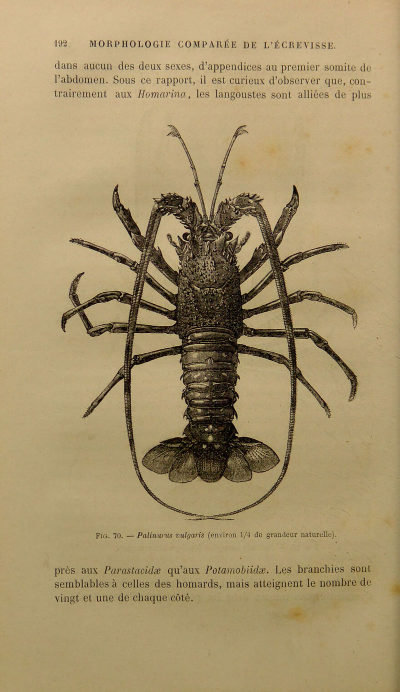 dans aucun des deux sexes, d’appendices au premier somite de 1’abdomen. Sous ce rapport, il est curieux d’observer que, con- trairement aux Homarina, les langoustes sont alliees de plus Fig. 70. — Palinurus vulgaris (environ 1/4 de grandeur naturelle). pres aux Parastaciclx qu’aux Polamobiidx. Les branchies sont semblables a cedes des homards, mais atteignent le nombre de vingt et une de chaquo cote.