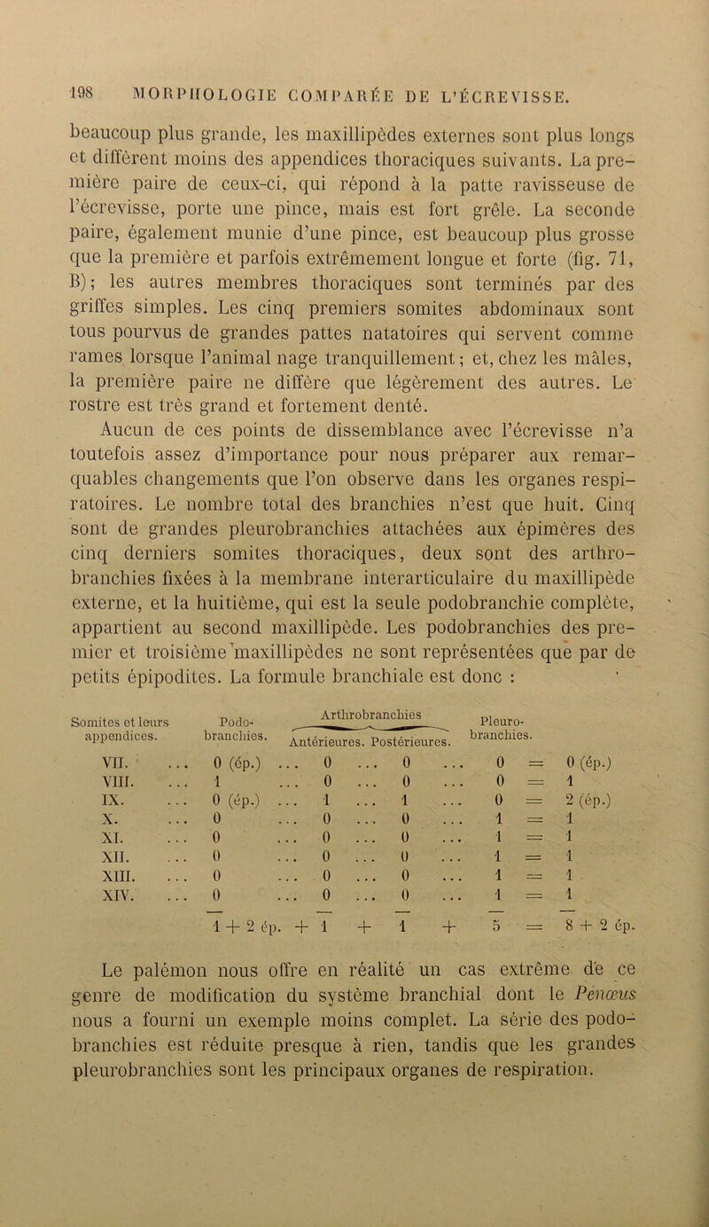 beaucoup plus grande, les maxillipcdes externes sont plus longs ct different moins des appendices thoraciques suivants. La pre- miere paire de ceux-ci, qui repond a la palte ravisseuse de l’ecrevissc, porte une pince, mais est fort grele. La seconde paire, egalement munie d’une pince, est beaucoup plus grosse que la premiere et parfois extremement longue et forte (fig. 71, B); les autres membres thoraciques sont termines par des griffes simples. Les cinq premiers somites abdominaux sont tous pourvus de grandes pattes natatoires qui servent comine rames lorsque l’animal nage tranquillement; et, chez les males, la premiere paire ne differe que legerement des autres. Le rostre est tres grand et fortement dente. Aucun de ces points de dissemblance avec l’ecrevisse n’a toutefois assez d’importance pour nous preparer aux remar- quables changements que Foil observe dans les organes respi- ratoires. Le nombre total des branchies n’est que huit. Cinq sont de grandes pleurobranchies attachees aux epimeres des cinq derniers somites thoraciques, deux sont des arthro- branchies fixees a la membrane interarticulaire du maxillipede externe, et la huitieme, qui est la seule podobranchie complete, appartient au second maxillipede. Les podobranchies des pre- mier et troisieme’maxillipcdes ne sont representees que par de petits epipodites. La formule branchiale est done : Somites et leurs Podo- Arthrobranchies Pleuro- appendices. brancliies. Anterieures. Posterieures. branchies. VII. 0 (6p.) . .. 0 ... 0 0 = 0 (ep.) VIII. 1 .. 0 ... 0 0 = 1 IX. 0 (ep.) . .. 1 ... 1 0 = 2 (ep.) X. 0 .. 0 ... 0 1 = 1 XI. 0 .. 0 ... 0 1 = 1 XII. 0 .. 0 0 1 = 1 XIII. 0 .. 0 ... 0 1 = 1 XIV. 0 .. 0 ... 0 1 = 1 1 + 2 dp. + 1 + 1 + 5 = 8 + 2 ep. Le palemon nous offre en realite un cas extreme de ce genre de modification du systeme branchial dont le Penceus nous a fourni un exemple moins complet. La serie des podo- branchies est reduite presque a rien, tandis que les grandes pleurobranchies sont les principaux organes de respiration.