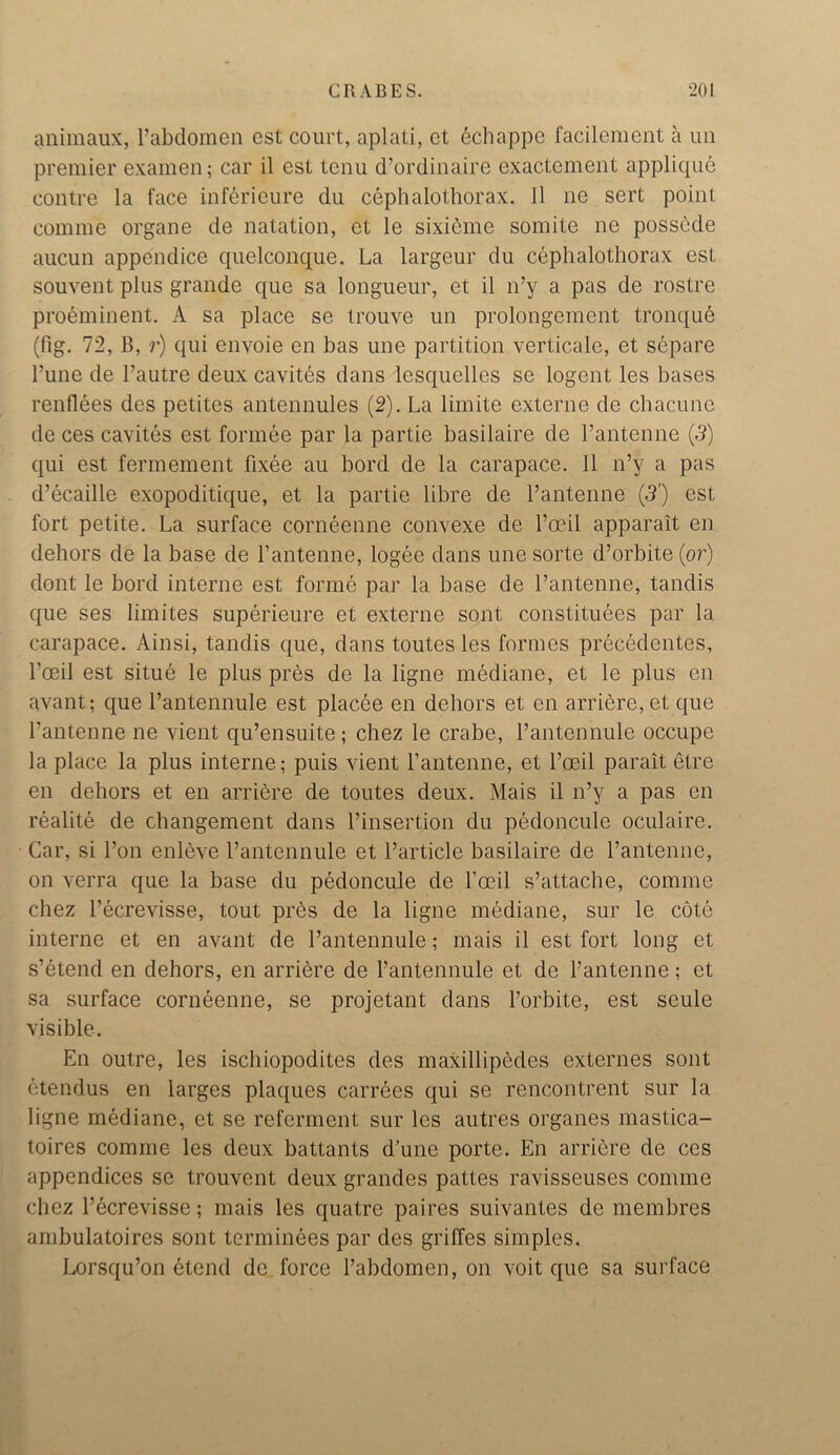 animaux, Fabdomen cst court, aplati, et echappe facilement a un premier exainen; car il est tenu d’ordinaire exactement applique contre la face inferieure du cephalothorax. 11 ne sert point comme organe de natation, ct le sixieme somite ne possede aucun appendice quelconque. La largeur du cephalothorax est souvent plus grande que sa longueur, et il n’y a pas de rostre preeminent. A sa place se trouve un prolongement tronque (fig. 72, B, r) qui envoie en bas une partition verticale, et separe l’une de Pautre deux cavites dans lesquelles se logent les bases renfiees des petites antennules (2). La limite externe de chacune de ces cavites est formee par la partie basilaire de l’antenne (-3) qui est fermement fixee au bord de la carapace. 11 n’y a pas d’ecaille exopoditique, et la partie libre de l’antenne (3') est fort petite. La surface corneenne convexe de l’oeil apparait en dehors de la base de l’antenne, logee dans une sorte d’orbite (or) dont le bord interne est forme par la base de l’antenne, tandis que ses limites superieure et externe sont constitutes par la carapace. Ainsi, tandis que, dans toutes les formes precedentes, l’oeil est situe le plus pres de la ligne mediane, et le plus en avant; que l’antennule est placee en dehors et en arriere, et que l’antenne ne vient qu’ensuite ; chez le crabe, l’antennule occupe la place la plus interne; puis vient l’antenne, et l’oeil parait etre en dehors et en arriere de toutes deux. Mais il n’y a pas en realite de changement dans l’insertion du pedoncule oculaire. Car, si l’on enleve l’antennule et Particle basilaire de l’antenne, on verra que la base du pedoncule de l’oeil s’attache, comme chez l’ecrevisse, tout pres de la ligne mediane, sur le cote interne et en avant de l’antennule; mais il est fort long et s’etend en dehors, en arriere de l’antennule et de Fantenne; et sa surface corneenne, se projetant dans Forbite, est seule visible. En outre, les ischiopodites des maxillipedes externes sont etendus en larges plaques carrees qui se rencontrent sur la ligne mediane, et se referment sur les autres organes mastica- toires comme les deux battants d’une porte. En arriere de ces appendices se trouvent deux grandes pattes ravisseuses comme chez l’ecrevisse; mais les quatre paires suivantes de membres ambulatoires sont terminees par des griffes simples. Lorsqu’on 6tend de force Fabdomen, on voit que sa surface