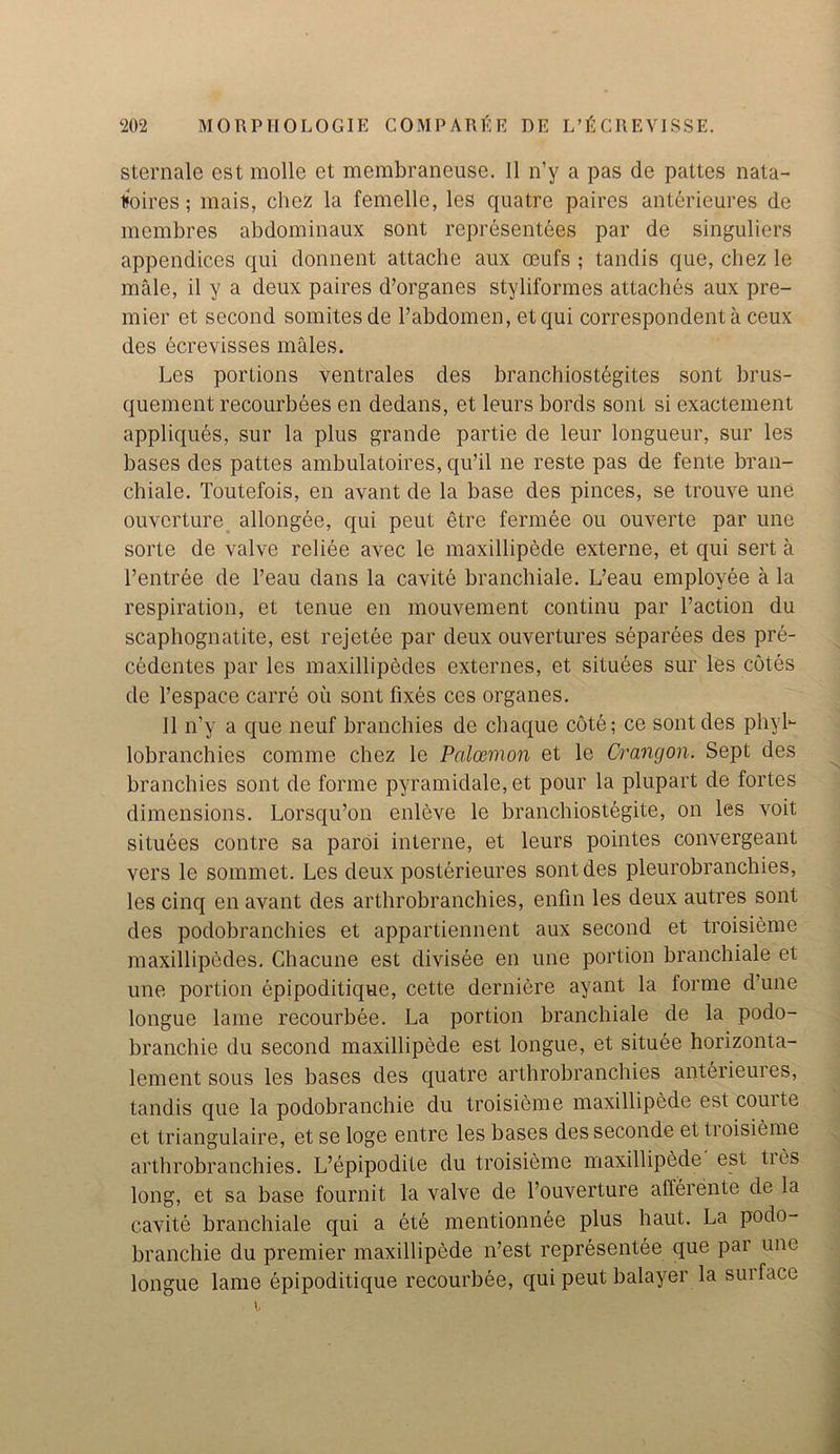 sternale est molle et membraneuse. II n’y a pas de pattes nata- fcoires; mais, chez la femelle, les quatre paires anterieures de membres abdominaux sont representees par de singuliers appendices qui donnent attache aux ceufs ; tandis que, chez le male, il y a deux paires d’organes styliformes attaches aux pre- mier et second somites de l’abdomen, etqui correspondent a ceux des ecrevisses males. Les portions ventrales des branchiostegites sont brus- quement recourbees en dedans, et leurs bords sont si exactement appliques, sur la plus grande partie de leur longueur, sur les bases des pattes ambulatoires, qu’il ne reste pas de fente bran- chiale. Toutefois, en avant de la base des pinces, se trouve une ouvcrture allongee, qui peut etre fermee ou ouverte par une sorte de valve reliee avec le maxillipede externe, et qui sert a Pentree de l’eau dans la cavite branchiale. L’eau employee a la respiration, et tenue en mouvement continu par Paction du scaphognatite, est rejetee par deux ouvertures separees des pre- cedentes par les maxillipedes externes, et situees sur les cotes de l’espace carre ou sont fixes ces organes. 11 n’y a que neuf branchies de chaque cote; ce sont des phyl- lobranchies comme chez le Palcemon et le Crangon. Sept des branchies sont de forme pyramidale, et pour la plupart de fortes dimensions. Lorsqu’on enleve le branchiostegite, on les voit situees contre sa paroi interne, et leurs pointes convergeant vers le sommet. Les deux posterieures sont des pleurobranchies, les cinq en avant des arthrobranchies, enfin les deux autres sont des podobranchies et appartiennent aux second et troisieme maxillipedes. Chacune est divisee en une portion branchiale et une portion epipoditique, cette derniere ayant la forme d une longue lame recourbee. La portion branchiale de la podo- branchie du second maxillipede est longue, et situee horizonta- lement sous les bases des quatre arthrobranchies anterieuies, tandis que la podobranchie du troisieme maxillipede est couite et triangulaire, et se loge entre les bases des seconde et ti oisieme arthrobranchies. L’epipodite du troisieme maxillipede est tics long, et sa base fournit la valve de l’ouverture aflerente de la cavite branchiale qui a ete mentionnee plus haul. La podo- branchie du premier maxillipede n’est representee que pai une longue lame epipoditique recourbee, qui peut balayer la suifacc