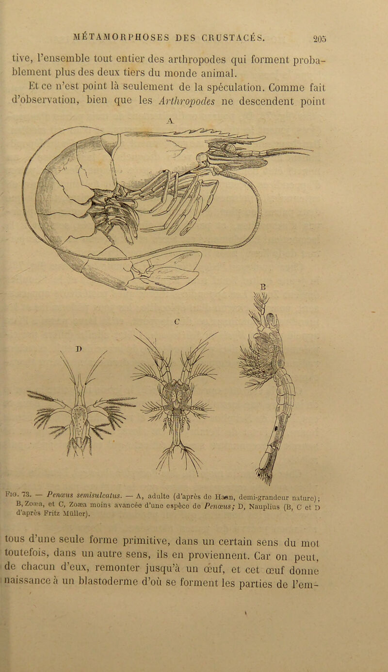 tive, Pensemble tout entier des arthropodes qui forment proba- blement plus des deux tiers du monde animal. Et ce n’est point la seulement de la speculation. Comme fait d’observation, bien que les Arthropodes ne descendent point A Tig. 73. Penanis semisulcalus. — A, adulte (d’apres do Haan, demi-grandeur nature); B, Zoaea, et C, Zoaea moins avancee d’une esp&ce de Penoeus; D, Nauplius (B C et D d’apres Fritz Muller). tous d’une seule forme primitive, dans un certain sens du mol toutefois, dans un autre sens, ils en proviennent. Car on pent, de chacun d’eux, remonter jusqu’a un ccuf, et cet ceuf donne naissancea un blastoderme d’oii se forment les parties de l’em-