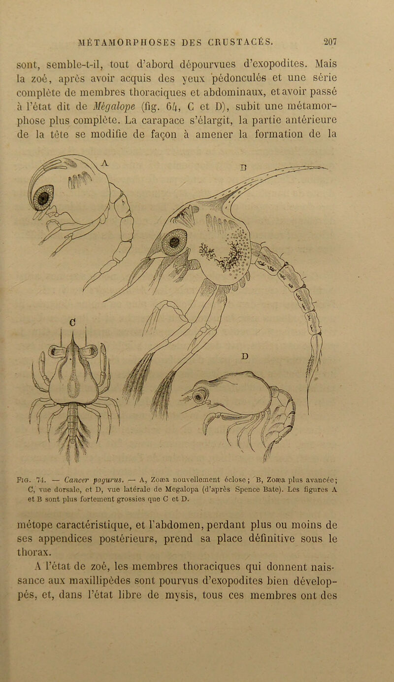 sont, semble-t-il, lout d’abord depourvues d’exopodites. Mais la zoe, apres avoir acquis des yeux pedoncules et line serie complete de membres thoraciques et abdominaux, et avoir passe a l’etat dit de Megalope (fig. (5k, C et D), subit une metamor- phose plus complete. La carapace s’elargit, la partie anterieure de la tete se modille de faqon a amener la formation de la Fig. 74. — Cancer pagurus. — A, Zoeea nouvellement dclose; B, Zosea plus avancee; C, vue dorsale, et D, vue lat^rale de Megalopa (d’apr^s Spence Bate). Les figures A et B sont plus fortement grossies que C et D. metope caracteristique, et fabdomen, perdant plus ou moins de ses appendices posterieurs, prend sa place definitive sous le thorax. A l’etat de zoe, les membres thoraciques qui donnent nais- sance aux maxillipedes sont pourvus d’exopodites bien develop- pes, et, dans l’ctat libre de mysis, tous ces membres ont des