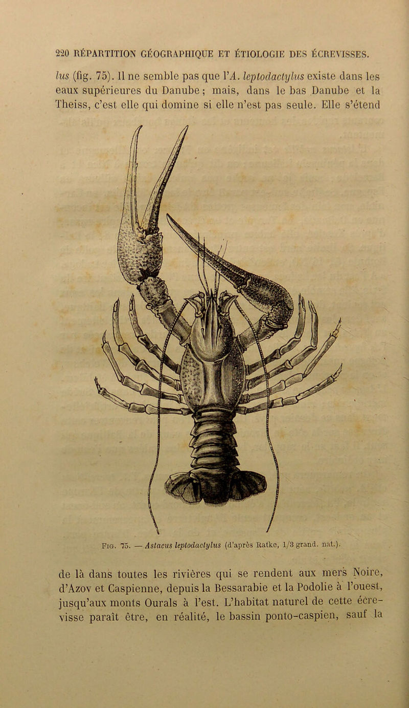 lus (fig. 75). II ne semble pas que I’d. leploclactylus existe dans les eaux supericures da Danube; mais, dans le bas Danube et la Theiss, c’est elle qui domine si elle n’est pas seule. Elle s’etend de la dans toutes les rivieres qui se rendent aux mers Noire, d’Azov et Caspienne, depuis la Bessarabie et la Podolie a l’ouest, jusqu’aux monts Ourals a l’est. L’habitat naturel de cette ecre- visse parait etre, en realite, le bassin ponto-caspien, sauf la