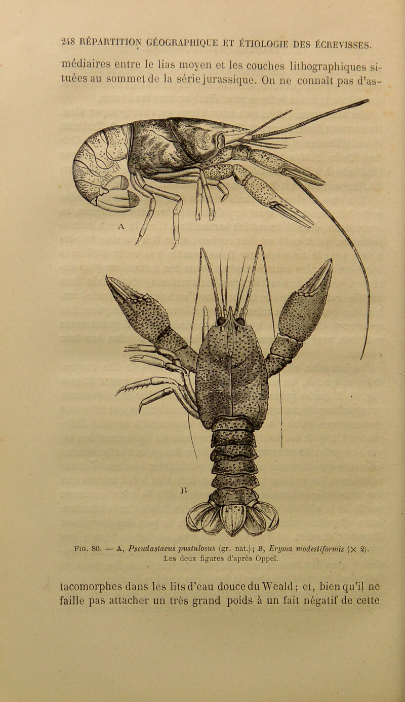 mediaires entre lc lias moyen et lcs couches lilhographiques si- tuees au sommelde la seriejurassique. On ne connait pas d’as- Fia. 80. — A, Pseudastacus puslulosus (gr. mat.); B, Eryma moclestifonnis (X 2). Les deux figures d’aprfes Oppel. tacomorphes dans les litsd’eau doucedu Weald; et, bienqu’il ne faille pas attacher un tres grand poids a un fait negatif de cette