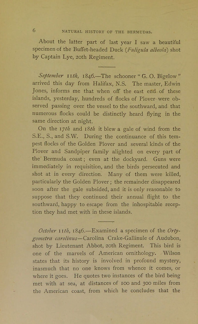 About the latter part of last year I saw a beautiful specimen of the Buffet-headed Duck {Ftiligula albeold) shot by Captain Lye, 20th Regiment. September iith, 1846.—The schooner “ G. O. Bigelow ” arrived this day from Halifax, N.S. The master, Edwin Jones, informs me that when off the east end of these islands, yesterday, hundreds of flocks of Plover were ob- served passing over the vessel to the southward, and that numerous flocks could be distinctly heard flying in the same direction at night. On the lyt/i and i^th it blew a gale of wind from the S.E., S., and S.W. During the continuance of this tem- pest flocks of the Golden Plover and several kinds of the Plover and Sandpiper family alighted on every part of the Bermuda coast; even at the dockyard. Guns were immediately in requisition, and the birds persecuted and shot at in every direction. Many of them were killed, particularly the Golden Plover; the remainder disappeared soon after the gale subsided, and it is only reasonable to suppose that they continued their annual flight to the southward, happy to escape from the inhospitable recep- tion they had met with in these islands. October \ith, 1846.—Examined a specimen of the Orty- gometra carolinus—Carolina Crake-Gallinule of Audubon, shot by Lieutenant Abbot, 20th Regiment. This bird is one of the marvels of American ornithology. Wilson states that its history is involved in profound mystery, inasmuch that no one knows from whence it comes, or where it goes. He quotes two instances of the bird being met with at sea, at distances of 100 and 300 miles from the American coast, from which he concludes that the