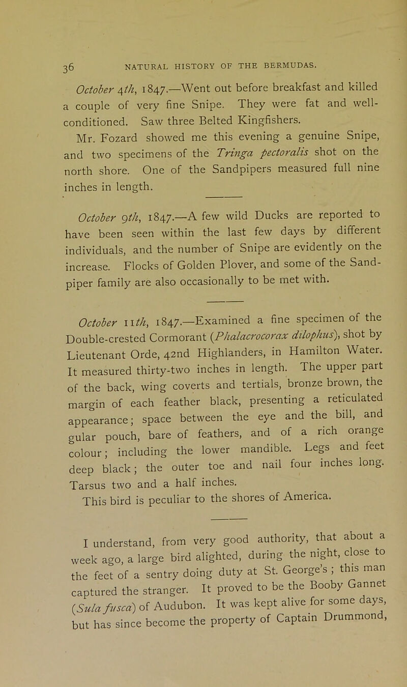 October 4th, 1847.—Went out before breakfast and killed a couple of very fine Snipe. They were fat and well- conditioned. Saw three Belted Kingfishers. Mr. Fozard showed me this evening a genuine Snipe, and two specimens of the Tringa pectorahs shot on the north shore. One of the Sandpipers measured full nine inches in length. October 9th, 1847.—A few wild Ducks are reported to have been seen within the last few days by different individuals, and the number of Snipe are evidently on the increase. Flocks of Golden Plover, and some of the Sand- piper family are also occasionally to be met with. October nth, 1847.—Examined a fine specimen of the Double-crested Cormorant {Phalacrocorax dtlophus), shot by Lieutenant Orde, 42nd Highlanders, in Hamilton Water. It measured thirty-two inches in length. The upper part of the back, wing coverts and tertials, bronze brown, the margin of each feather black, presenting a reticulated appearance; space between the eye and the bill, and gular pouch, bare of feathers, and of a rich orange colour; including the lower mandible. Legs and feet deep black; the outer toe and nail four inches long. Tarsus two and a half inches. This bird is peculiar to the shores of America. I understand, from very good authority, that about a week ago, a large bird alighted, during the night, close to the feet of a sentry doing duty at St. George’s ; this man captured the stranger. It proved to be the Booby Gannet (Sula fused) of Audubon. It was kept alive for some days, but has since become the property of Captain Drummond,