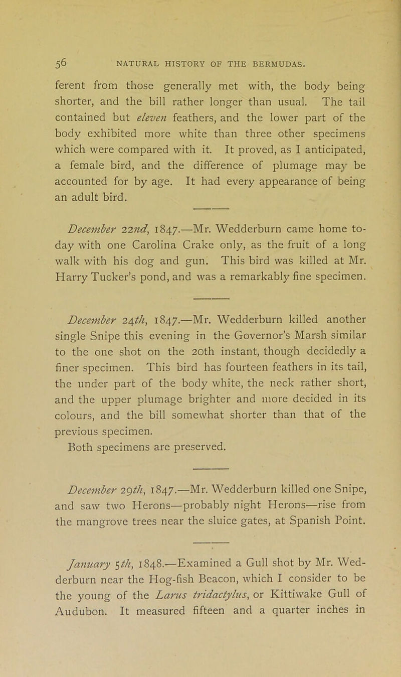 ferent from those generally met with, the body being shorter, and the bill rather longer than usual. The tail contained but eleven feathers, and the lower part of the body exhibited more white than three other specimens which were compared with it. It proved, as I anticipated, a female bird, and the difference of plumage may be accounted for by age. It had every appearance of being an adult bird. December 22nd, 1847.—Wedderburn came home to- day with one Carolina Crake only, as the fruit of a long walk with his dog and gun. This bird was killed at Mr. Harry Tucker’s pond, and was a remarkably fine specimen. December 24I/1, 1847.—Mr. Wedderburn killed another single Snipe this evening in the Governor’s Marsh similar to the one shot on the 20th instant, though decidedly a finer specimen. This bird has fourteen feathers in its tail, the under part of the body white, the neck rather short, and the upper plumage brighter and more decided in its colours, and the bill somewhat shorter than that of the previous specimen. Both specimens are preserved. December 2gth, 1847.—Mr. Wedderburn killed one Snipe, and saw two Herons—probably night Herons—rise from the mangrove trees near the sluice gates, at Spanish Point. January l848.'—Examined a Gull shot by Mr. Wed- derburn near the Hog-fish Beacon, which I consider to be the young of the Larus tridactylus, or Kittiwake Gull of Audubon. It measured fifteen and a quarter inches in