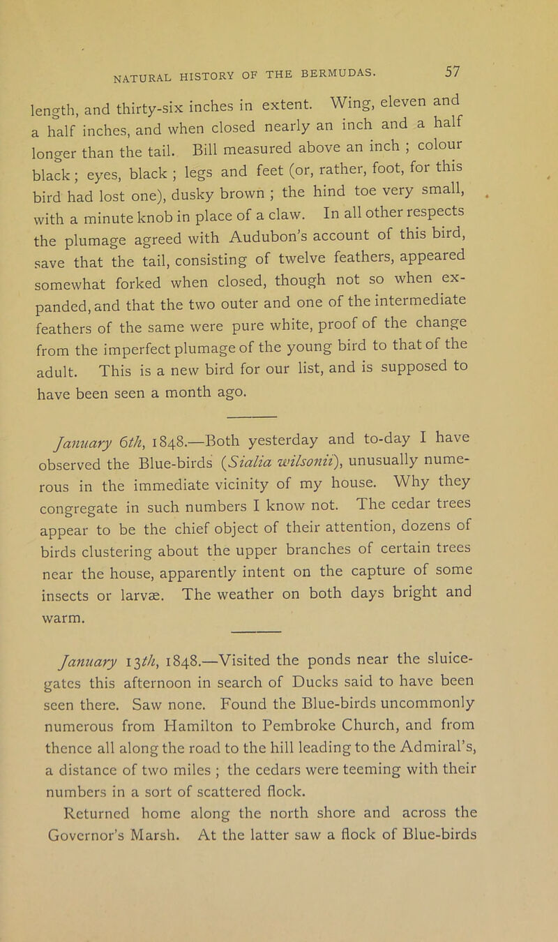 length, and thirty-six inches in extent. Wing, eleven and a half inches, and when closed nearly an inch and a half longer than the tail. Bill measured above an inch ; colour black; eyes, black ; legs and feet (or, rather, foot, for this bird had lost one), dusky brown ; the hind toe very small, . with a minute knob in place of a claw. In all other respects the plumage agreed with Audubon’s account of this bird, save that the tail, consisting of twelve feathers, appeared somewhat forked when closed, though not so when ex- panded, and that the two outer and one of the intermediate feathers of the same were pure white, proof of the change from the imperfect plumage of the young bird to that of the adult. This is a new bird for our list, and is supposed to have been seen a month ago. Jamiary 6th, 1848.—Both yesterday and to-day I have observed the Blue-birds {Stdlici, wilsonti), unusually nume- rous in the immediate vicinity of my house. Why they congregate in such numbers I know not. The cedai trees appear to be the chief object of their attention, dozens of birds clustering about the upper branches of certain trees near the house, apparently intent on the capture of some insects or larvae. The weather on both days bright and warm. January i2>th, 1848.—Visited the ponds near the sluice- gates this afternoon in search of Ducks said to have been seen there. Saw none. Found the Blue-birds uncommonly numerous from Flamilton to Pembroke Church, and from thence all along the road to the hill leading to the Admiral’s, a distance of two miles ; the cedars were teeming with their numbers in a sort of scattered flock. Returned home along the north shore and across the Governor’s Marsh. At the latter saw a flock of Blue-birds