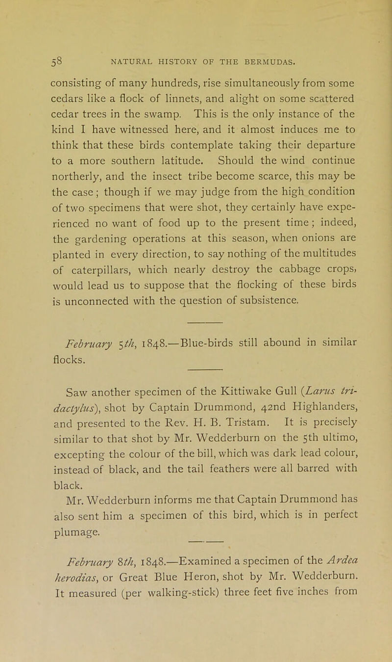 consisting of many hundreds, rise simultaneously from some cedars like a flock of linnets, and alight on some scattered cedar trees in the swamp. This is the only instance of the kind I have witnessed here, and it almost induces me to think that these birds contemplate taking their departure to a more southern latitude. Should the wind continue northerly, and the insect tribe become scarce, this may be the case; though if we may judge from the high condition of two specimens that were shot, they certainly have expe- rienced no want of food up to the present time; indeed, the gardening operations at this season, when onions are planted in every direction, to say nothing of the multitudes of caterpillars, which nearly destroy the cabbage crops, would lead us to suppose that the flocking of these birds is unconnected with the question of subsistence. February <^th, 1848.—Blue-birds still abound in similar flocks. Saw another specimen of the Kittiwake Gull {Larus tri- dactylus), shot by Captain Drummond, 42nd Highlanders, and presented to the Rev. H. B. Tristam. It is precisely similar to that shot by Mr. Wedderburn on the 5th ultimo, excepting the colour of the bill, which was dark lead colour, instead of black, and the tail feathers were all barred with black. Mr. Wedderburn informs me that Captain Drummond has also sent him a specimen of this bird, which is in perfect plumage. February Zth, 1848.—Examined a specimen of the Ardea herodias, or Great Blue Heron, shot by Mr. Wedderburn. It measured (per walking-stick) three feet five inches from