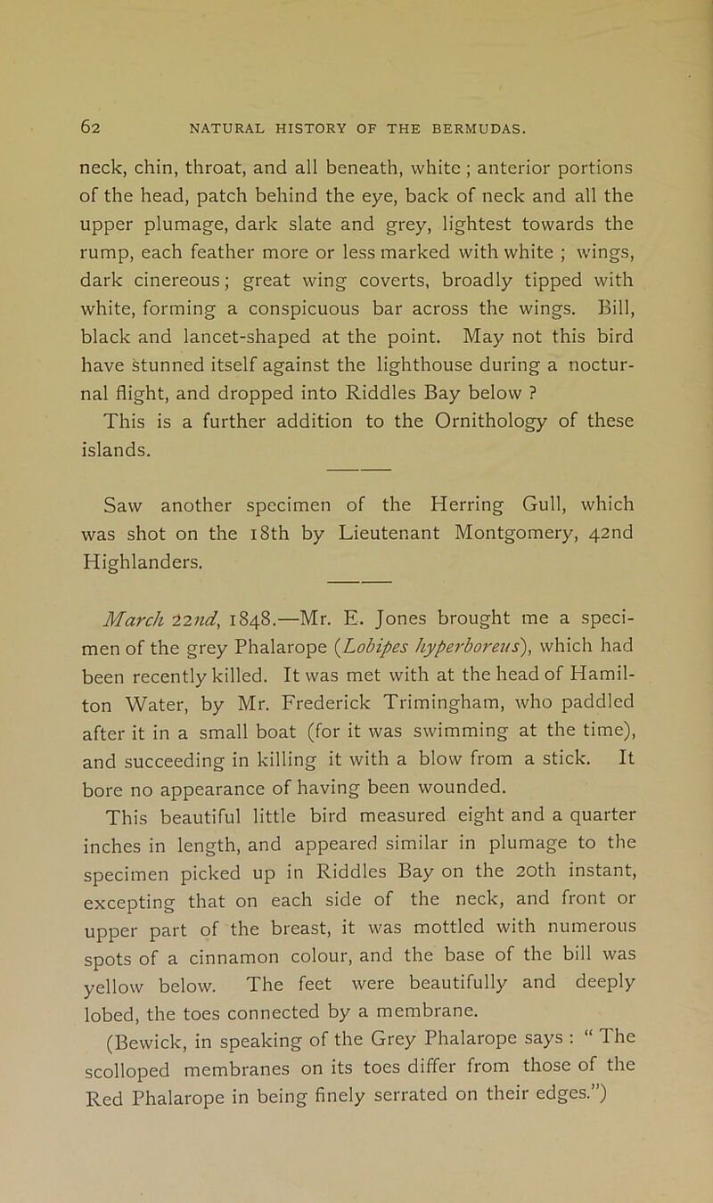 neck, chin, throat, and all beneath, white; anterior portions of the head, patch behind the eye, back of neck and all the upper plumage, dark slate and grey, lightest towards the rump, each feather more or less marked with white ; wings, dark cinereous; great wing coverts, broadly tipped with white, forming a conspicuous bar across the wings. Bill, black and lancet-shaped at the point. May not this bird have stunned itself against the lighthouse during a noctur- nal flight, and dropped into Riddles Bay below ? This is a further addition to the Ornithology of these islands. Saw another specimen of the Herring Gull, which was shot on the i8th by Lieutenant Montgomery, 42nd Highlanders. March -12nd, 1848.—Mr. E. Jones brought me a speci- men of the grey Phalarope {Lobipes hyperboreus), which had been recently killed. It was met with at the head of Hamil- ton Water, by Mr. Frederick Trimingham, who paddled after it in a small boat (for it was swimming at the time), and succeeding in killing it with a blow from a stick. It bore no appearance of having been wounded. This beautiful little bird measured eight and a quarter inches in length, and appeared similar in plumage to the specimen picked up in Riddles Bay on the 20th instant, excepting that on each side of the neck, and front or upper part of the breast, it was mottled with numerous spots of a cinnamon colour, and the base of the bill was yellow below. The feet were beautifully and deeply lobed, the toes connected by a membrane. (Bewick, in speaking of the Grey Phalarope says : “ The scolloped membranes on its toes differ from those of the Red Phalarope in being finely serrated on their edges.”)
