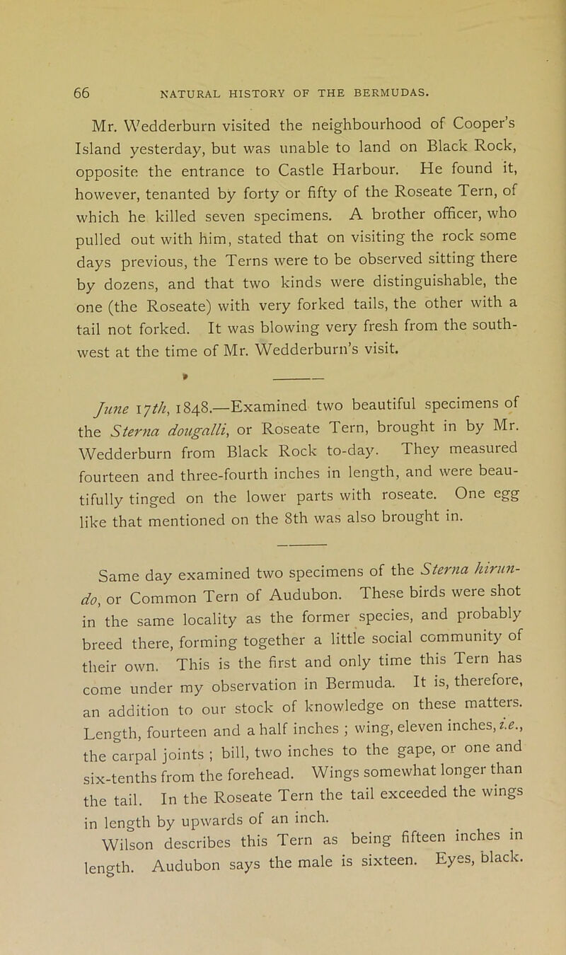 Mr. Wedderburn visited the neighbourhood of Cooper’s Island yesterday, but was unable to land on Black Rock, opposite the entrance to Castle Harbour. He found it, however, tenanted by forty or fifty of the Roseate Tern, of which he killed seven specimens. A brother officer, who pulled out with him, stated that on visiting the rock some days previous, the Terns were to be observed sitting there by dozens, and that two kinds were distinguishable, the one (the Roseate) with very forked tails, the other with a tail not forked. It was blowing very fresh from the south- west at the time of Mr. Wedderburn’s visit. June 17th, 1848.—Examined two beautiful specimens of the Sterna dougalli, or Roseate Tern, brought in by Mr. Wedderburn from Black Rock to-day. They measured fourteen and three-fourth inches in length, and were beau- tifully tinged on the lower parts with roseate. One egg like that mentioned on the 8th was also brought in. Same day examined two specimens of the Sterna hiriin- do, or Common Tern of Audubon. These birds were shot in the same locality as the former species, and probably breed there, forming together a little social community of their own. This is the first and only time this Tern has come under my observation in Bermuda. It is, therefore, an addition to our stock of knowledge on these matters. Length, fourteen and a half inches ; wing, eleven inches, z.^., the carpal joints ; bill, two inches to the gape, or one and six-tenths from the forehead. Wings somewhat longer than the tail. In the Roseate Tern the tail exceeded the wings in length by upwards of an inch. Wilson describes this Tern as being fifteen inches in length. Audubon says the male is sixteen. Eyes, black.