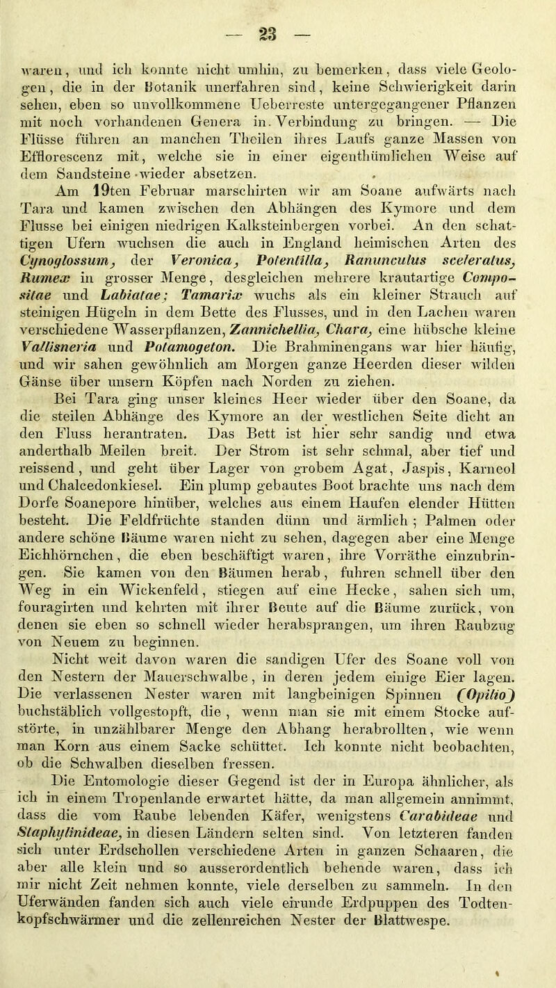 waren, und ich konnte nicht umhin, zu bemerken, dass viele Geolo- gen, die in der Botanik unerfahren sind, keine Schwierigkeit darin sehen, eben so unvollkommene Ueberreste untergegangener Pflanzen mit noch vorhandenen Genera in. Verbindung zu bringen. —- Die Flüsse führen an manchen Thcilen ihres Laufs ganze Massen von Efflorescenz mit, welche sie in einer eigenthümlichen Weise auf dem Sandsteine - wieder absetzen. Am 19ten Februar marschirten wir am Soane aufwärts nach Tara und kamen zwischen den Abhängen des Kymore und dem Flusse bei einigen niedrigen Kalksteinbergen vorbei. An den schat- tigen Ufern wuchsen die auch in England heimischen Arten des Cynoylossum, der Veronica, Potenttlla, Ranunculus sceleralus, Rumex in grosser Menge, desgleichen mehrere krautartige Cornpo- sitae und Labiatae; Tamarix wuchs als ein kleiner Strauch auf steinigen Hügeln in dem Bette des Flusses, und in den Lachen waren verschiedene Wasserpflanzen, Zannichellia, Char a, eine hübsche kleine Va/lisneria und Potamoyeton. Die Brahminengans war hier häutig, und wir sahen gewöhnlich am Morgen ganze Heerden dieser wilden Gänse über unsern Köpfen nach Norden zu ziehen. Bei Tara ging unser kleines Heer rvieder über den Soane, da die steilen Abhänge des Kymore an der westlichen Seite dicht an den Fluss herantraten. Das Bett ist hier sehr sandig und etwa anderthalb Meilen breit. Der Strom ist sehr schmal, aber tief und reissend, und geht über Lager von grobem Agat, Jasjns, Karneol und Chalcedonkiesel. Ein plump gebautes Boot brachte uns nach dem Dorfe Soanepore hinüber, welches aus einem Haufen elender Hütten besteht. Die Feldfriiclite standen dünn und ärmlich ; Palmen oder andere schöne Bäume waren nicht zu sehen, dagegen aber eine Menge Eichhörnchen, die eben beschäftigt waren, ihre Vorräthe einzubrin- gen. Sie kamen von den Bäumen herab, fuhren schnell über den Weg in ein Wickenfeld, stiegen auf eine Hecke, sahen sich nm, fouragirten und kehrten mit ihrer Beute auf die Bäume zurück, von denen sie eben so schnell wieder herabsprangen, um ihren Raubzug von Neuem zu beginnen. Nicht weit davon waren die sandigen Ufer des Soane voll von den Nestern der Mauerschwalbe, in deren jedem einige Eier lagen. Die verlassenen Nester waren mit langbeinigen Spinnen (Opilio) buchstäblich vollgestopft, die , wenn man sie mit einem Stocke auf- störte, in unzählbarer Menge den Abhang herabrollten, wie wenn man Korn aus einem Sacke schüttet. Ich konnte nicht beobachten, ob die Schwalben dieselben fressen. Die Entomologie dieser Gegend ist der in Europa ähnlicher, als ich in einem Tropenlande erwartet hätte, da man allgemein annimmt, dass die vom Raube lebenden Käfer, wenigstens Carabideae und Staphylinideae, in diesen Ländern selten sind. Von letzteren fanden sich unter Erdschollen verschiedene Arten in ganzen Sehaaren, die aber alle klein und so ausserordentlich behende waren, dass ich mir nicht Zeit nehmen konnte, viele derselben zu sammeln. In den Uferwänden fanden sich auch viele eirunde Erdpuppen des Todten- kopfschwärmer und die zellenreichen Nester der Blattwespe. %