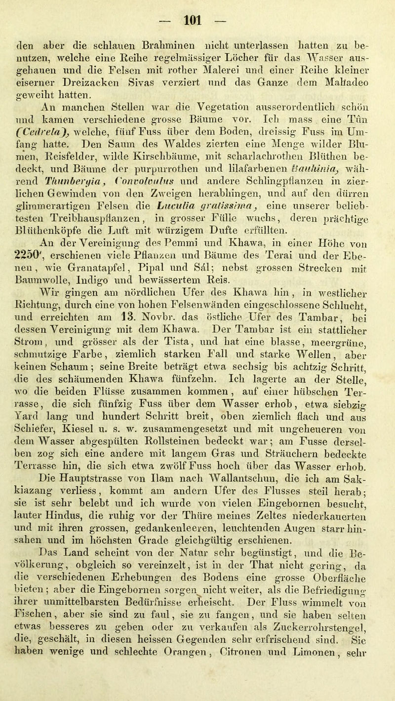 den aber die schlauen Brahminen nicht unterlassen hatten zu be- nutzen, welche eine Reihe regelmässiger Löcher für das Wasser aus- gehauen und die Felsen mit rother Malerei und einer Reihe kleiner eiserner Dreizacken Sivas verziert und das Ganze dem Mabadeo geweiht hatten. An manchen Stellen war die Vegetation ausserordentlich schön und kamen verschiedene grosse Bäume vor. Ich mass eine Tun (Cedrela); welche, fünf Fuss über dem Boden, dreissig Fuss im Um- fang hatte. Den Saum des Waldes zierten eine Menge wilder Blu- men, Reisfelder, wilde Kirschbäume, mit schar!achrothen Bliitlien be- deckt, und Bäume der purpurrothen und lilafarbenen ttauhinia, wäh- rend Thunbeiyia, Convolvulus und andere Schlingpflanzen in zier- lichen Gewinden von den Zweigen herabhingen, und auf den dürren glimmerartigen Felsen die Luculia gralisslma, eine unserer belieb- testen Treibhauspflanzen, in grosser Fülle wuchs, deren prächtige Blüthenköpfe die Luft mit würzigem Dufte erfüllten. An der Vereinigung des Pemmi und Khawa, in einer Höhe von 2250', erschienen viele Pflanzen und Bäume des Terai und der Ebe- nen , Avie Granatapfel, Pipal und Sdl; nebst grossen Strecken mit Baumwolle, Indigo und bewässertem Reis. Wir gingen am nördlichen Ufer des Khawa hin , in Avestlicher Richtung, durch eine von hohen Felsenwänden eingeschlossene Schlucht, und erreichten am 13. Novbr. das östliche Ufer des Tambar, bei dessen Vereinigung mit dem Khawa. Der Tambar ist ein stattlicher Strom, und grösser als der Tista, und hat eine blasse, meergrüne, schmutzige Farbe, ziemlich starken Fall und starke Wellen, aber keinen Schaum; seine Breite beträgt etAva sechsig bis achtzig Schritt, die des schäumenden Khawa fünfzehn. Ich lagerte an der Stelle, avo die beiden Flüsse zusammen kommen , auf einer hübschen Ter- rasse, die sich fünfzig Fuss über dem Wasser erhob, etwa siebzig Yard lang und hundert Schritt breit, oben ziemlich flach und ans Schiefer, Kiesel u. s. w. zusammengesetzt und mit ungeheueren von dem Wasser abgespülten Rollsteinen bedeckt war; am Fusse dersel- ben zog sich eine andere mit langem Gras und Sträuchern bedeckte Terrasse hin, die sich etwa zwölf Fuss hoch über das Wasser erhob. Die Hauptstrasse von Ham nach Wallantschun, die ich am Sak- kiazang verliess, kommt am andern Ufer des Flusses steil herab; sie ist sehr belebt und ich wurde von Anelen Eingebornen besucht, lauter Hindus, die ruhig vor der Thiire meines Zeltes niederkauerten und mit ihren grossen, gedankenleeren, leuchtenden Augen starr hin- sahen und im höchsten Grade gleichgültig erschienen. Das Land scheint von der Natur sehr begünstigt, und die Be- völkerung, obgleich so vereinzelt, ist in der That nicht gering, da die verschiedenen Erhebungen des Bodens eine grosse Oberfläche bieten ; aber die Eingebornen sorgen nicht weiter, als die Befriedigung- ihrer unmittelbarsten Bedürfnisse erheischt. Der Fluss wimmelt von Fischen, aber sie sind zu faul, sie zu fangen, und sie haben selten etAvas besseres zu geben oder zu verkaufen als Zuckerrohrstengel, die, geschält, in diesen heissen Gegenden sehr erfrischend sind. Sie haben wenige und schlechte Orangen , Citronen und Limonen, sehr