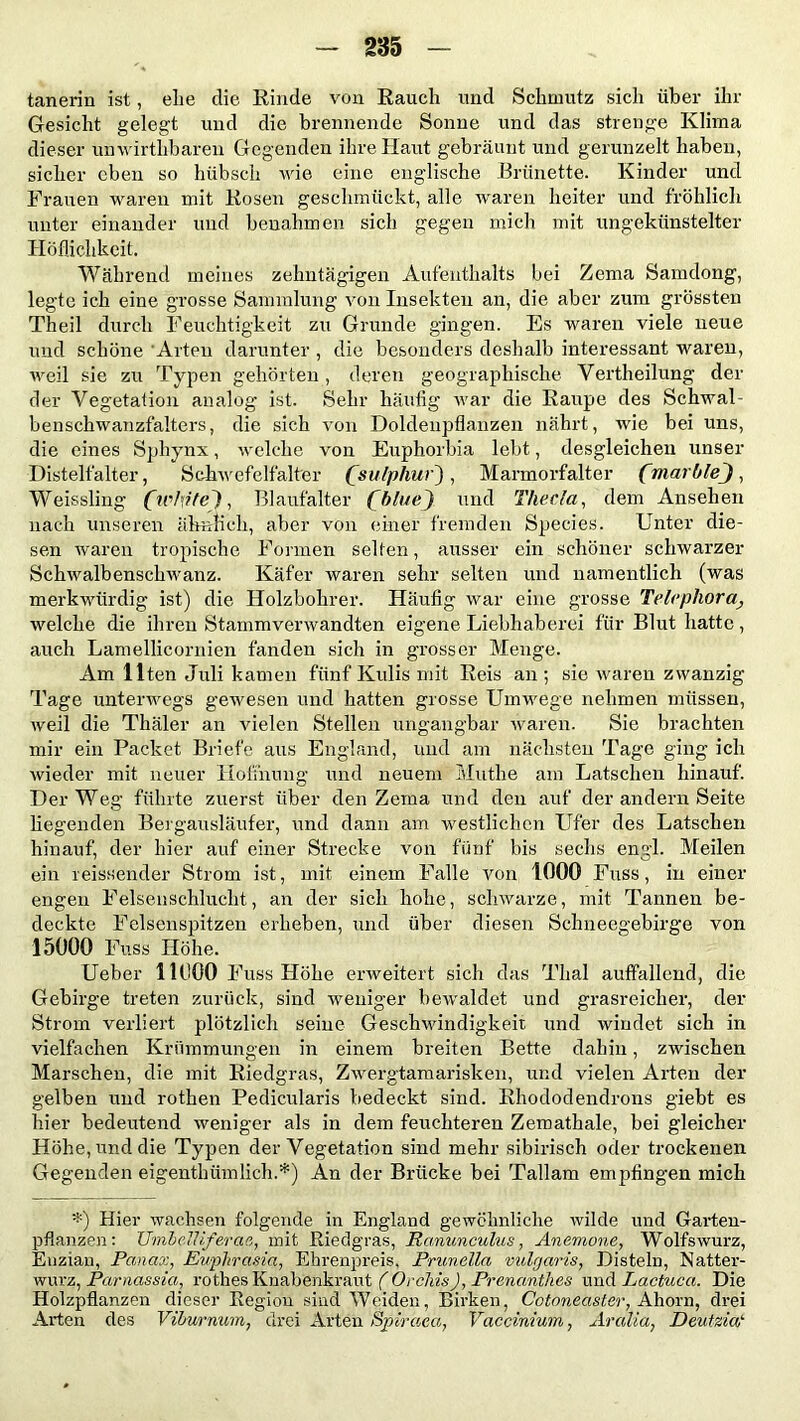 tanerin ist, ehe die Rinde von Rauch und Schmutz sich über ihr Gesicht gelegt und die brennende Sonne und das strenge Klima dieser unwirtlibaren Gegenden ihre Haut gebräunt und gerunzelt haben, sicher eben so hübsch wie eine englische Brünette. Kinder und Frauen waren mit Rosen geschmückt, alle waren heiter und fröhlich unter einander und benahmen sich gegen mich mit ungekünstelter Höflichkeit. Während meines zehntägigen Aufenthalts bei Zcma Samdong, legte ich eine grosse Sammlung von Insekten an, die aber zum grössten Theil durch Feuchtigkeit zu Grunde gingen. Es waren viele neue und schöne Arten darunter , die besonders deshalb interessant waren, weil sie zu Typen gehörten, deren geographische Vertheilung der der Vegetation analog ist. Sehr häufig war die Raupe des Schwal- benschwanzfalters, die sich von Doldeupflanzen nährt, wie bei uns, die eines Sphynx, welche von Euphorbia lebt, desgleichen unser Distelfalter, Schwefelfalter (sulphur) , Marmorfalter (mar hieJ , Weissling (white), Blaufalter (blue) und Thecla, dem Ansehen nach unseren ähnlich, aber von einer fremden Species. Unter die- sen waren tropische Formen seifen, ausser ein schöner schwarzer Schwalbenschwanz. Käfer waren sehr selten und namentlich (was merkwürdig ist) die Holzbohrer. Häufig war eine grosse Telephora, welche die ihren Stammverwandten eigene Liebhaberei für Blut hatte, auch Lamellicornien fanden sich in grosser Menge. Am Ilten Juli kamen fünf Kulis mit Reis an; sie waren zwanzig Tage unterwegs gewesen und hatten grosse Umwege nehmen müssen, weil die Thäler an vielen Stellen ungangbar waren. Sie brachten mir ein Packet Briefe aus England, und am nächsten Tage ging ich wieder mit neuer Hoffnung und neuem Muthe am Latschen hinauf. Der Weg führte zuerst über den Zema und den auf der andern Seite hegenden Beigausläufer, und dann am westlichen Ufer des Latschen hinauf, der hier auf einer Strecke von fünf bis sechs engl. Meilen ein reissender Strom ist, mit einem Falle von 1000 Fuss, in einer engen Felsenschlucht, an der sich hohe, schwarze, mit Tannen be- deckte Felsenspitzen erheben, und über diesen Schneegebirge von 15000 Fuss Höhe. Ueber 11000 Fuss Höhe erweitert sich das Thal auffallend, die Gebirge treten zurück, sind weniger bewaldet und grasreicher, der Strom verliert plötzlich seine Geschwindigkeit und windet sich in vielfachen Krümmungen in einem breiten Bette dahin, zwischen Marschen, die mit Riedgras, Zwergtamarisken, und vielen Arten der gelben und rothen Pedicularis bedeckt sind. Rhododendrons giebt es hier bedeutend weniger als in dem feuchteren Zemathale, bei gleicher Höhe, und die Typen der Vegetation sind mehr sibirisch oder trockenen Gegenden eigentümlich.*) An der Brücke bei Tallam empfingen mich *) Hier wachsen folgende in England gewöhnliche wilde und Garten- pflanzen: Umbclliferae, mit Riedgras, Ranunculus, Anemone, Wolfswurz, Enzian, Panax, Euphrasia, Ehrenpreis, Prunella vulgaris, Disteln, Natter- wurz, Parnassia, rothes Knabenkraut (Orchis), Prenanthes und Lactuca. Die Holzpflanzen dieser Region sind Weiden, Birken, Cotoneaster, Ahorn, drei Arten des Viburnum, drei Arten Spiraea, Vaccinium, Arabia, Deutziai-