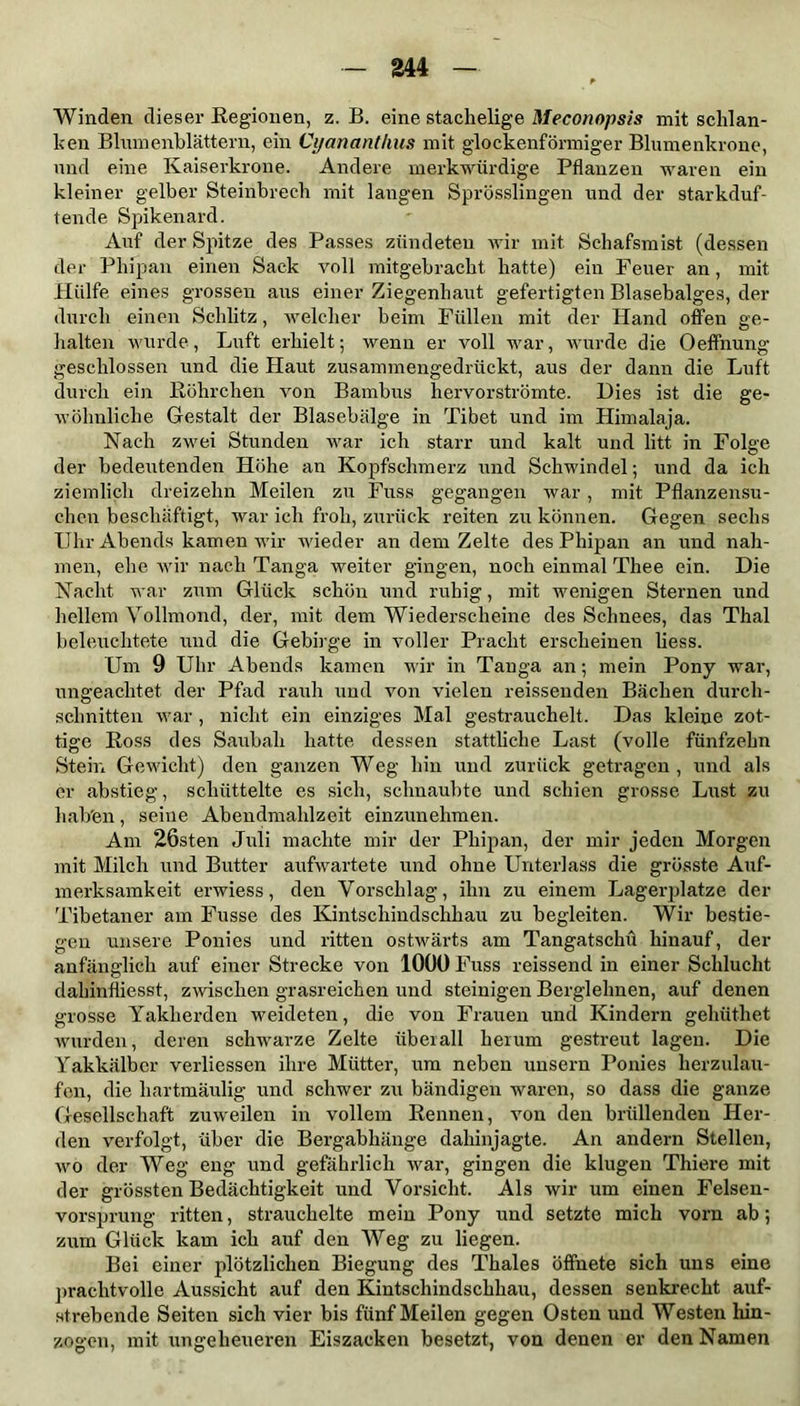 Winden dieser Regionen, z. B. eine stachelige Meconopsis mit schlan- ken Blumenblättern, ein Cyananthus mit glockenförmiger Blumenkrone, und eine Kaiserkrone. Andere merkwürdige Pflanzen waren ein kleiner gelber Steinbrech mit langen Sprösslingen und der starkduf- tende Spikenard. Auf der Spitze des Passes zündeten wir mit Schafsmist (dessen der Phipan einen Sack voll mitgebracht hatte) ein Feuer an, mit Hülfe eines grossen aus einer Ziegenhaut gefertigten Blasebalges, der durch einen Schlitz, welcher heim Füllen mit der Hand offen ge- halten wurde, Luft erhielt; wenn er voll war, wurde die Oeffnung geschlossen und die Haut zusammengedrückt, aus der dann die Luft durch ein Röhrchen von Bambus hervorströmte. Dies ist die ge- wöhnliche Gestalt der Blasebälge in Tibet und im Himalaja. Nach zwei Stunden war ich starr und kalt und litt in Folge der bedeutenden Höhe an Kopfschmerz und Schwindel; und da ich ziemlich dreizehn Meilen zu Fuss gegangen war, mit Pflanzensu- chen beschäftigt, war ich froh, zurück reiten zu können. Gegen sechs Uhr Abends kamen wir wieder an dem Zelte des Phipan an und nah- men, ehe wir nach Tanga weiter gingen, noch einmal Thee ein. Die Nacht war zum Glück schön und ruhig, mit wenigen Sternen und hellem Vollmond, der, mit dem Wiederscheine des Schnees, das Thal beleuchtete und die Gebirge in voller Pracht erscheinen liess. Um 9 Uhr Abends kamen wir in Tanga an; mein Pony war, ungeachtet der Pfad rauh und von vielen reissenden Bächen durch- schnitten war , nicht ein einziges Mal gestrauchelt. Das kleine zot- tige Ross des Saubali hatte dessen stattliche Last (volle fünfzehn Stein Gewicht) den ganzen Weg hin und zurück getragen, und als er abstieg, schüttelte es sich, schnaubte und schien grosse Lust zu hab'en, seine Abendmahlzeit einzunehmen. Am lösten Juli machte mir der Phipan, der mir jeden Morgen mit Milch und Butter aufwartete und ohne Unterlass die grösste Auf- merksamkeit erwiess, den Vorschlag, ihn zu einem Lagerplatze der Tibetaner am Fusse des Kintscliindsclihau zu begleiten. Wir bestie- gen unsere Ponies und ritten ostwärts am Tangatschü hinauf, der anfänglich auf einer Strecke von 1000 Fuss reissend in einer Schlucht dabinfliesst, zwischen grasreichen und steinigen Berglehnen, auf denen grosse Yakherden weideten, die von Frauen und Kindern gehüthet wurden, deren schwarze Zelte überall herum gestreut lagen. Die Yakkälber verliessen ihre Mütter, um neben unsern Ponies herzulau- fon, die hartmäulig und schwer zu bändigen waren, so dass die ganze Gesellschaft zuweilen in vollem Rennen, von den brüllenden Her- den verfolgt, über die Bergabhänge dalrinjagte. An andern Stellen, wo der Weg eng und gefährlich war, gingen die klugen Thiere mit der grössten Bedächtigkeit und Vorsicht. Als wir um einen Felsen- vorsprung ritten, strauchelte mein Pony und setzte mich vorn ab; zum Glück kam ich auf den Weg zu liegen. Bei einer plötzlichen Biegung des Thaies öffnete sich uns eine prachtvolle Aussicht auf den Kintschindschhau, dessen senkrecht auf- strebende Seiten sich vier bis fünf Meilen gegen Osten und Westen hin- zogen, mit ungeheueren Eiszacken besetzt, von denen er den Namen