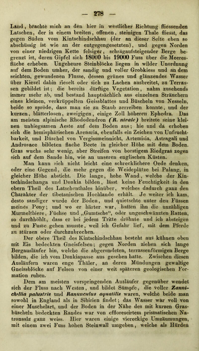 Land , brachte mich an den hier in westlicher Richtung fliessenden Latschen, der in einem breiten, offenen, steinigen Thale fliesst, das gegen Süden vom Kintschindschhau (der an dieser Seite eben so abschüssig ist wie an der entgegengesetzten), und gegen Norden von einer niedrigen Kette felsiger, schrägaufsteigender Berge be- grenzt ist, deren Gipfel sich 18ÜUO bis 19000 Fuss über die Meeres- fläche erheben. Ungeheure Steinblöcke liegen in wilder Unordnung auf dem Boden umher, der sandig und voller Grobkiess und an dem seichten, gewundenen Flusse, dessen grünes und glänzendes Wasser über Kiesel dahin rieselt oder sich zu Lachen ausbreitet, zu Terras- sen gebildet ist; die bereits dürftige Vegetation, nahm zusehends immer mehr ab, und bestand hauptsächlich aus einzelnen Sträuchern eines kleinen, verkrüppelten Geissblattes und Büscheln von Nesseln, beide so spröde, dass man sie zu Staub zerreiben konnte, und der kurzen, blätterlosen, zweigigen , einige Zoll höheren Ephedra. Das am meisten alpinische Rhododendron (R. nicale) breitete seine klei- nen unbiegsamen Aeste auf dem Boden aus; hie und da erhoben sich die hemisphärischen Arenaria, ebenfalls ein Zeichen von Unfrucht- barkeit, und Büschel von Vergissmeinnicht, Artemisia, Astragali und Androsace bildeten flache Beete in gleicher Höhe mit dem Boden. Gras wuchs sehr wenig, aber Streifen von borstigem Riedgras zogen sich auf dem Sande hin, wie an unseren englischen Küsten. Man kann sich nicht leicht eine schrecklichere Oede denken, oder eine Gegend, die mehr gegen die Weideplätze bei Palang, in gleicher Höhe absticht. Die lange, hohe Wand, welche der Kin- tschindschanga und Donkia bilden, lässt keine Feuchtigkeit in den obern Theil des Latschenthaies hinüber, welches dadurch ganz den Charakter der tibetanischen Hochlande erhält. Je weiter ich kam, desto sandiger wurde der Boden, und quietschte unter den Füssen meines Pony; und wo er härter war, hatten ihn die unzähligen Murmeltbiere, Füchse und „Gumtsche“, oder ungeschwänzten Ratten, so durchhöhlt, dass er bei jedem Tritte dröhnte und ich absteigen und zu Fusse gehen musste, weil ich Gefahr lief, mit dem Pferde zu stürzen oder durchzubrechen. Der obere Theil des Kintschindschhau besteht aus kühnen oben mit Eis bedeckten Gneisfelsen; gegen Norden ziehen sich lange Bergausläufer hin, welche die abgerundeten, terrassenförmigen Berge bilden, die ich vom Donkiapasse aus gesehen hatte. Zwischen diesen Ausläufern waren enge Thäler, an deren Mündungen gewaltige Gneissblöcke auf Felsen von einer weit späteren geologischen For- mation ruhen. Dem am meisten vorspringenden Ausläufer gegenüber wendet sich der Fluss nach Westen, und bildet Sümpfe, die voller Zanni- chtHia palustris und Ranunculus aquatilis waren, welche beide man sowohl in England als in Sibirien findet; das Wasser war voll von einer Muschelart, und der Boden in der Nähe des mit kurzen Gras- büscheln bedeckten Randes war von efflorescirtem prismatischen Na- tronsalz ganz weiss. Hier waren einige viereckige Umzäumungen, mit einem zwei Fuss hohen Steinwall umgeben, welche als Hürden