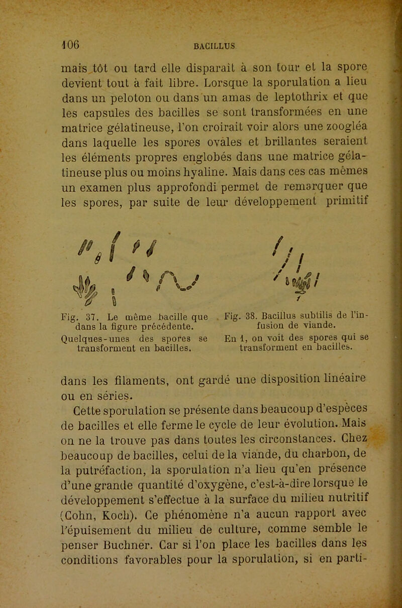 inais,t6t ou tard elle disparaiL a son toui* et la spore devient tout a fait libre. Lorsque la sporulation a lieu dans un peloton ou dans'un amas de leplothrix et que les capsules des bacilles se sent Iransformees en une matrice gelatineuse, Ton croirait voir alors une zooglea dans laquelle les spores ovales et brillantes seraient les elements propres englobes dans une matrice gela- tineuse plus ou moins hyaline. Mais dans ces cas memes un examen plus approfondi permet de remarquer que les spores, par suite de leur developpemerit primitif Fig. 37. Le meme Facille que dans la figure pr6c6dente. Quelques-unes des spores se transforment en bacilles. Fig. 38. Bacillus sublilis de I’in- fusion de viande. En 1, on volt des spores qui se transforment en bacilles. dans les filaments, ont garde une disposition lineaire ou en series. Cette sporulation se presente dansbeaucoup d’especes de bacilles et elle ferme le cycle de leur evolution. Mais on ne la trouve pas dans toutes les circonstances. Chez beaucoup de bacilles, celui dela viande, du charbon, de la putrefaction, la sporulation n’a lieu qu’en presence d’une grande quantite d’oxygene, c’est-a-dire lorsque le developpement s’effectue a la surface du milieu nutritif (Cohn, Koch). Ce phenomena n’a aucun rapport avec I’epuisement du milieu de culture, comma semble le penser Buchner. Car si Ton place les bacilles dans les conditions favorables pour la sporulation, si en parti-