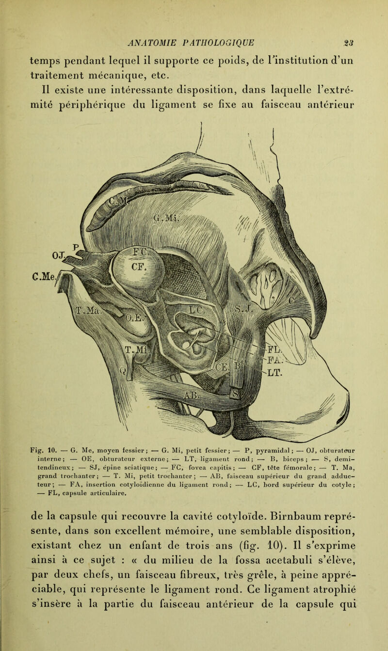temps pendant lequel il supporte ce poids, de l'institution d’un traitement mécanique, etc. Il existe une intéressante disposition, dans laquelle l’extré- mité périphérique du ligament se fixe au faisceau antérieur grand trochanter; — T. Mi, petit trochanter; — AB, faisceau supérieur du grand adduc- teur; — FA, insertion cotyloïdienne du ligament rond; — LC, bord supérieur du cotyle ; — FL, capsule articulaire. de la capsule qui recouvre la cavité cotyloïde. Birnbaum repré- sente, dans son excellent mémoire, une semblable disposition, existant chez un enfant de trois ans (fig. 10). Il s’exprime ainsi à ce sujet : « du milieu de la fossa acetabuli s’élève, par deux chefs, un faisceau fibreux, très grêle, à peine appré- ciable, qui représente le ligament rond. Ce ligament atrophié s’insère à la partie du faisceau antérieur de la capsule qui