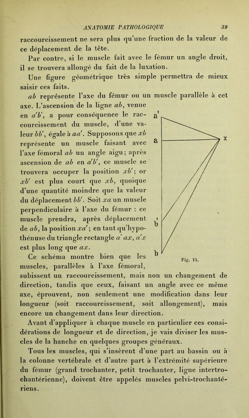 raccourcissement ne sera plus qu’une fraction de la valeur de ce déplacement de la tête. Par contre, si le muscle fait avec le fémur un angle droit, il se trouvera allongé du fait de la luxation. Une figure géométrique très simple permettra de mieux saisir ces faits. ab représente l’axe du fémur ou un muscle parallèle à cet axe. L’ascension de la ligne ab, venue en ab', a pour conséquence le rac- courcissement du muscle, d’une va- leur bb\ égale à aa. Supposons que xb représente un muscle faisant avec l’axe fémoral ab un angle aigu; après ascension de ab en a'b', ce muscle se trouvera occuper la position xb' ; or xb' est plus court que xb, quoique d’une quantité moindre que la valeur du déplacement bb'. Soit xa un muscle perpendiculaire à l’axe du lémur : ce muscle prendra, après déplacement de ab, la position xa ; en tant qu’hypo- thénuse du triangle rectangle a ax, ax est plus long que ax. Ce schéma montre bien que les muscles, parallèles à l’axe fémoral, subissent un raccourcissement, mais non un changement de direction, tandis que ceux, faisant un angle avec ce même axe, éprouvent, non seulement une modification dans leur longueur (soit raccourcissement, soit allongement), mais encore un changement dans leur direction. Avant d’appliquer à chaque muscle en particulier ces consi- dérations de longueur et de direction, je vais diviser les mus- cles de la hanche en quelques groupes généraux. Tous les muscles, qui s’insèrent d’une part au bassin ou à la colonne vertébrale et d’autre part à l’extrémité supérieure du fémur (grand trochanter, petit trochanter, ligne intertro- chantérienne), doivent être appelés muscles pelvi-trochanté- riens.