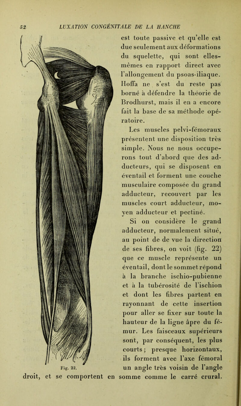 Fig. 22. droit, et se comportent en est toute passive et qu’elle est due seulement aux déformations du squelette, qui sont elles- mêmes en rapport direct avec l’allongement du psoas-iliaque. Hoflfa ne s’est du reste pas borné à défendre la théorie de Brodhurst, mais il en a encore fait la base de sa méthode opé- ratoire. Les muscles pelvi-fémoraux présentent une disposition très simple. Nous ne nous occupe- rons tout d’abord que des ad- ducteurs, qui se disposent en éventail et forment une couche musculaire composée du grand adducteur, recouvert par les muscles court adducteur, mo- yen adducteur et pectiné. Si on considère le grand adducteur, normalement situé, au point de de vue la direction de ses fibres, on voit (fig. 22) que ce muscle représente un éventail, dont le sommet répond à la branche ischio-pubienne et à la tubérosité de l’ischion et dont les fibres partent en rayonnant de cette insertion pour aller se fixer sur toute la hauteur de la ligne âpre du fé- mur. Les faisceaux supérieurs sont, par conséquent, les plus courts ; presque horizontaux, ils forment avec l’axe fémoral un angle très voisin de l’angle somme comme le carré crural.