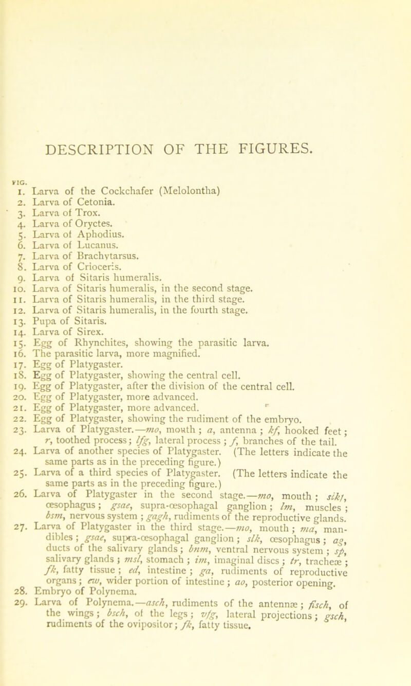 V1G. 1. Larva of the Cockchafer (Melolontha) 2. Larva of Cetonia. 3. Larva of Trox. 4. Larva of Oryctes. 5. Larva of Aphodius. 6. Larva of Lucanus. 7. Larva of Brachvtarsus. 8. Larva of Crioceris. 9. Larva of Sitaris humeralis. 10. Larva of Sitaris humeralis, in the second stage. 11. Larva of Sitaris humeralis, in the third stage. 12. Larva of Sitaris humeralis, in the fourth stage. 13. Pupa of Sitaris. 14. Larva of Sirex. 15. Egg of Rhynchites, showing the parasitic larva. 16. The parasitic larva, more magnified. 17. Egg of Platygaster. iS. Egg of Platygaster, showing the central cell. 19. Egg of Platygaster, after the division of the central cell. 20. Egg of Platygaster, more advanced. 21. Egg of Platygaster, more advanced. 22. Egg of Platygaster, showing the rudiment of the embryo. 23. Larva of Platygaster.—mo, month ; a, antenna ; kf hooked feet; r, toothed process; l/g, lateral process ; f, branches of the tail. 24. Larva of another species of Platygaster. (The letters indicate the same parts as in the preceding figure.) 25. Larva of a third species of Platygaster. (The letters indicate the same parts as in the preceding figure.) 26. Larva of Platygaster in the second stage.—mo, mouth ; sikj, oesophagus; gsae, supra-oesophagal ganglion; Im, muscles’; ism, nervous system ; gagh, rudiments of the reproductive glands. 27. Larva of Platygaster in the third stage.—mo, mouth; via, man- dibles ; gsae, supra-cesophagal ganglion; slk, oesophagus; a°, ducts of the salivary glands; bnm, ventral nervous system ; sp, salivary glands ; vis/, stomach ; im, imaginal discs ; tr, trachea; ; fk, fatty tissue ; ed, intestine ; ga, rudiments of reproductive organs; ew, wider portion of intestine ; ao, posterior opening. 28. Embryo of Polynema. 29. Larva of Polynema.— asch, rudiments of the antennae; fisch, of the wings; bsch, of the legs; vfg, lateral projections; gsch, rudiments of the ovipositor; fk, fatty tissue.