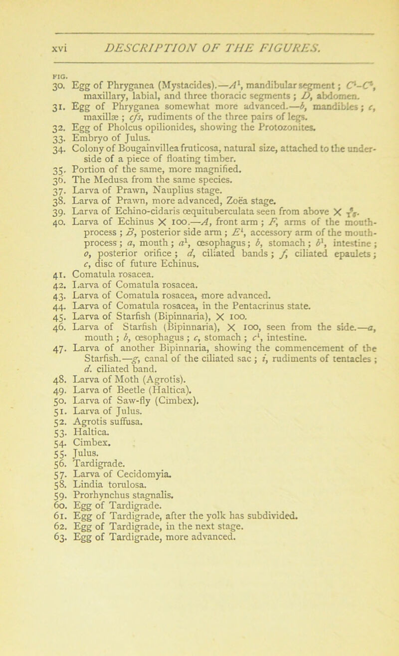 FIG. 30. Egg of Phryganea (Mystacides).—A1, mandibular segment; 0-C“, maxillary, labial, and three thoracic segments ; D, abdomen. 31. Egg of Phryganea somewhat more advanced.—b, mandibles; c, maxillae ; c/s, rudiments of the three pairs of legs. 32. Egg of Pholcus opilionides, showing the Protozonites. 33. Embryo of Julus. 34. Colony of Bougainvillea fruticosa, natural size, attached to the under- side of a piece of floating timber. 35. Portion of the same, more magnified. 36. The Medusa from the same species. 37. Larva of Prawn, Nauplius stage. 38. Larva of Prawn, more advanced, Zoea stage. 39. Larva of Echino-cidaris oequituberculata seen from above X TV 40. Larva of Echinus X 100.—A, front arm; F, arms of the mouth- process ; 3, posterior side arm ; El, accessory arm of the mouth- process ; a, mouth; a1, oesophagus; b, stomach ; bl, intestine ; o, posterior orifice ; d, ciliated bands ; f, ciliated epaulets; c, disc of future Echinus. 41. Comatula rosacea. 42. Larva of Comatula rosacea. 43. Larva of Comatula rosacea, more advanced. 44. Larva of Comatula rosacea, in the Pentacrinus state. 45. Larva of Starfish (Bipinnaria), X 100. 46. Larva of Starfish (Bipinnaria), X 100, seen from the side.—a, mouth ; b, oesophagus ; c, stomach ; cl, intestine. 47. Larva of another Bipinnaria, showing the commencement of the Starfish.—g, canal of the ciliated sac ; *, rudiments of tentacles ; d. ciliated band. 48. Larva of Moth (Agrotis). 49. Larva of Beetle (Haltica). 50. Larva of Saw-fly (Cimbex). 51. Larva of Julus. 52. Agrotis suffusa. 53. Haltica. 54. Cimbex. 55. Julus. 56. Tardigrade. 57. Larva of Cecidomyia. 58. Lindia torulosa. 59. Prorhynchus stagnalis. 60. Egg of Tardigrade. 61. Egg of Tardigrade, after the yolk has subdivided. 62. Egg of Tardigrade, in the next stage. 63. Egg of Tardigrade, more advanced.