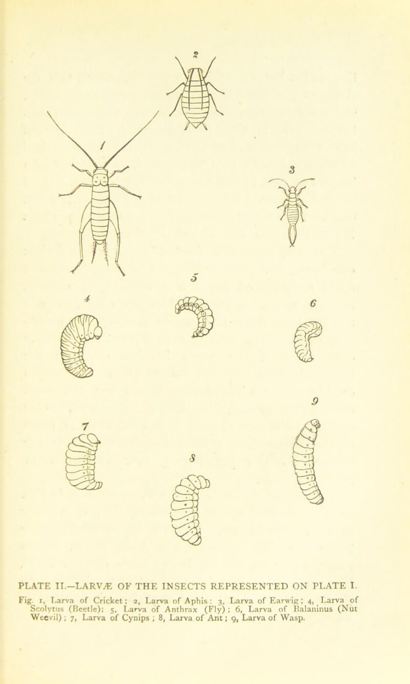 s PLATE II.-LARWE OF THE INSECTS REPRESENTED ON PLATE I. Fig i, Larva of Cricket: 2, Larva of Aphis: 3, Larva of Earwig; 4, Larva of Scolytus (Beetle); 5, Larva of Anthrax (Fly) ; 6, Larva of Balaninus (Nut