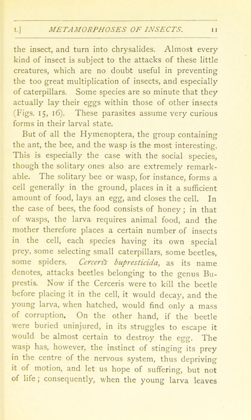 the insect, and turn into chrysalides. Almost every kind of insect is subject to the attacks of these little creatures, which are no doubt useful in preventing the too great multiplication of insects, and especially of caterpillars. Some species are so minute that they actually lay their eggs within those of other insects (Figs. 15, 16). These parasites assume very curious forms in their larval state. But of all the Hymenoptera, the group containing the ant, the bee, and the wasp is the most interesting. This is especially the case with the social species, though the solitary ones also are extremely remark- able. The solitary bee or wasp, for instance, forms a cell generally in the ground, places in it a sufficient amount of food, lays an egg, and closes the cell. In the case of bees, the food consists of honey ; in that of wasps, the larva requires animal food, arid the mother therefore places a certain number of insects in the cell, each species having its own special prey, some selecting small caterpillars, some beetles, some spiders. Cerceri's bupresticida, as its name denotes, attacks beetles belonging to the genus Bu- prestis. Now if the Cerceris were to kill the beetle before placing it in the cell, it would decay, and the young larva, when hatched, would find only a mass of corruption. On the other hand, if the beetle were buried uninjured, in its struggles to escape it would be almost certain to destroy the egg. The wasp has, however, the instinct of stinging its prey in the centre of the nervous system, thus depriving it of motion, and let us hope of suffering, but not of life ; consequently, when the young larva leaves