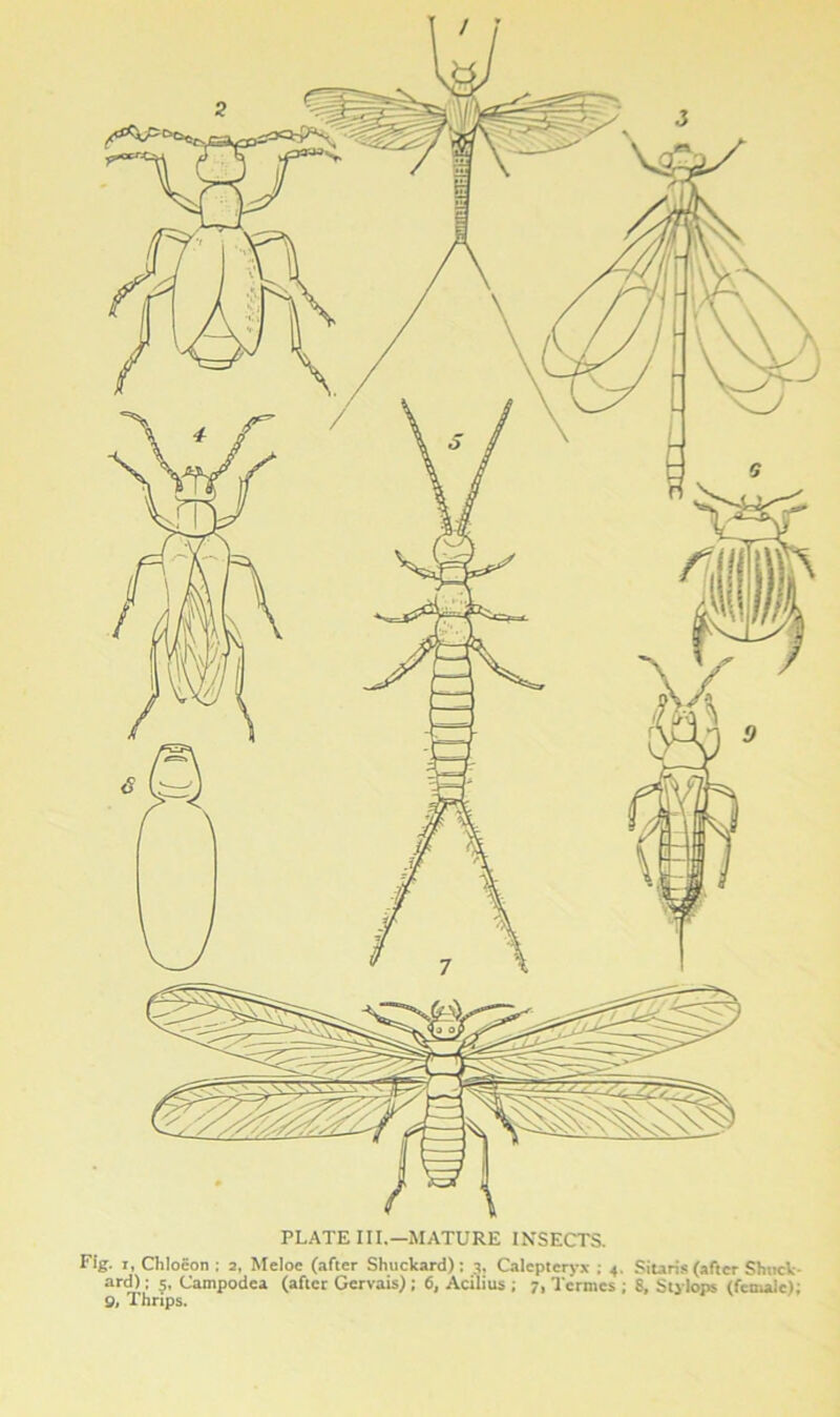/ PLATE III.-MATURE INSECTS. Fig. i, Chloeon ; 2, Meloc (after Shuckard); 3, Calepteryx ; 4. Sitaris (after Shuck- ar<J),i: 5. Campodea (after Gervais) ; 6, Acilius ; 7, Tcrmcs ; 8, Stj lops (female);