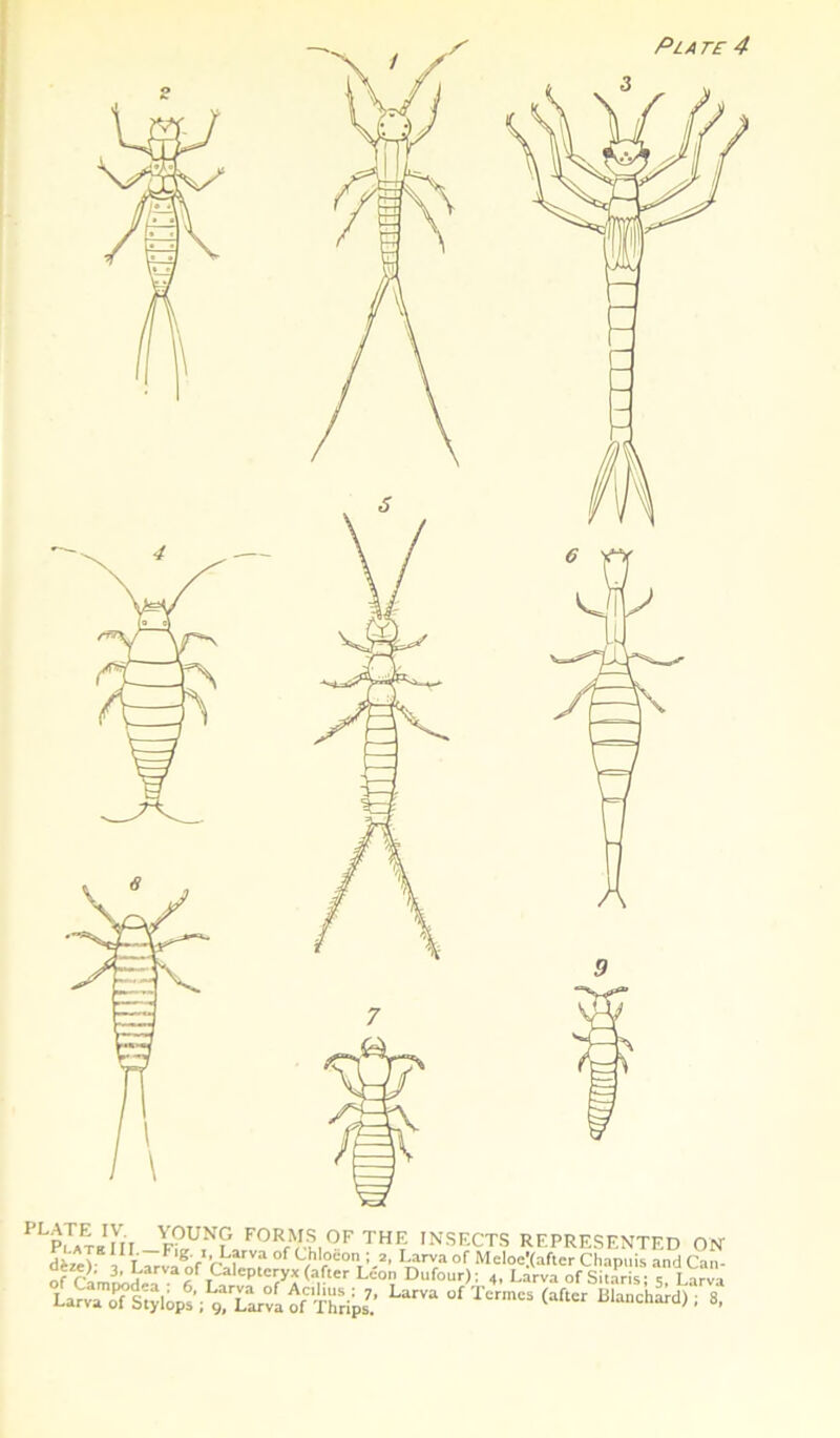 PLA TE 4 PLP|TATgni f?„UNT' formsof the insects represented on »tf-taw&s rife