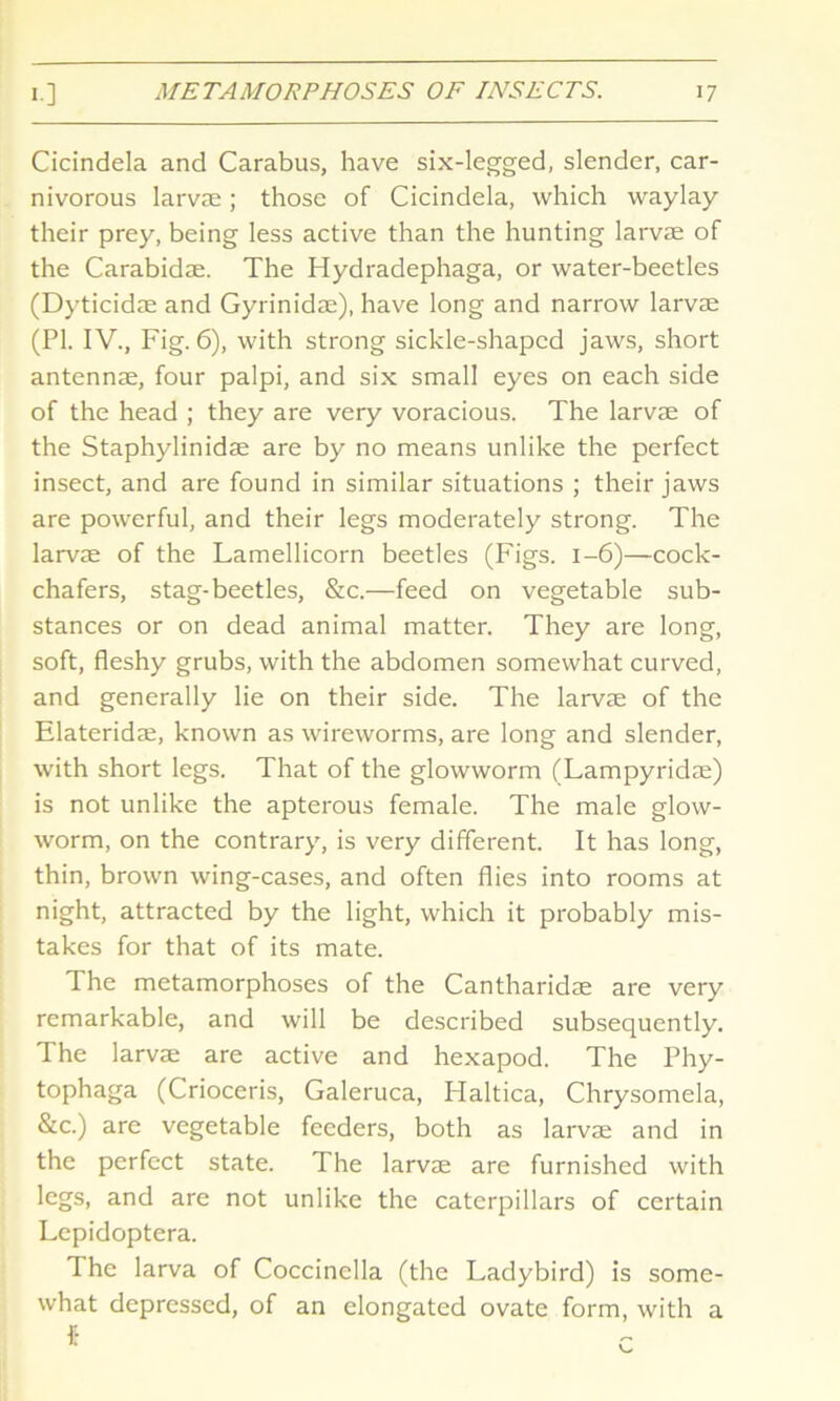 Cicindela and Carabus, have six-legged, slender, car- nivorous larvae; those of Cicindela, which waylay their prey, being less active than the hunting larvae of the Carabidae. The Hydradephaga, or water-beetles (Dyticidae and Gyrinidae), have long and narrow larvae (PI. IV., Fig. 6), with strong sickle-shaped jaws, short antennae, four palpi, and six small eyes on each side of the head ; they are very voracious. The larvae of the Staphylinidae are by no means unlike the perfect insect, and are found in similar situations ; their jaws are powerful, and their legs moderately strong. The larvae of the Lamellicorn beetles (Figs. I—6)—cock- chafers, stag-beetles, &c.—feed on vegetable sub- stances or on dead animal matter. They are long, soft, fleshy grubs, with the abdomen somewhat curved, and generally lie on their side. The larvae of the Elateridae, known as wireworms, are long and slender, with short legs. That of the glowworm (Lampyridae) is not unlike the apterous female. The male glow- worm, on the contrary, is very different. It has long, thin, brown wing-cases, and often flies into rooms at night, attracted by the light, which it probably mis- takes for that of its mate. The metamorphoses of the Cantharidae are very remarkable, and will be described subsequently. The larvae are active and hexapod. The Phy- tophaga (Crioceris, Galeruca, Flaltica, Chrysomela, &c.) are vegetable feeders, both as larvae and in the perfect state. The larvae are furnished with legs, and are not unlike the caterpillars of certain Lepidoptera. The larva of Coccinclla (the Ladybird) is some- what depressed, of an elongated ovate form, with a
