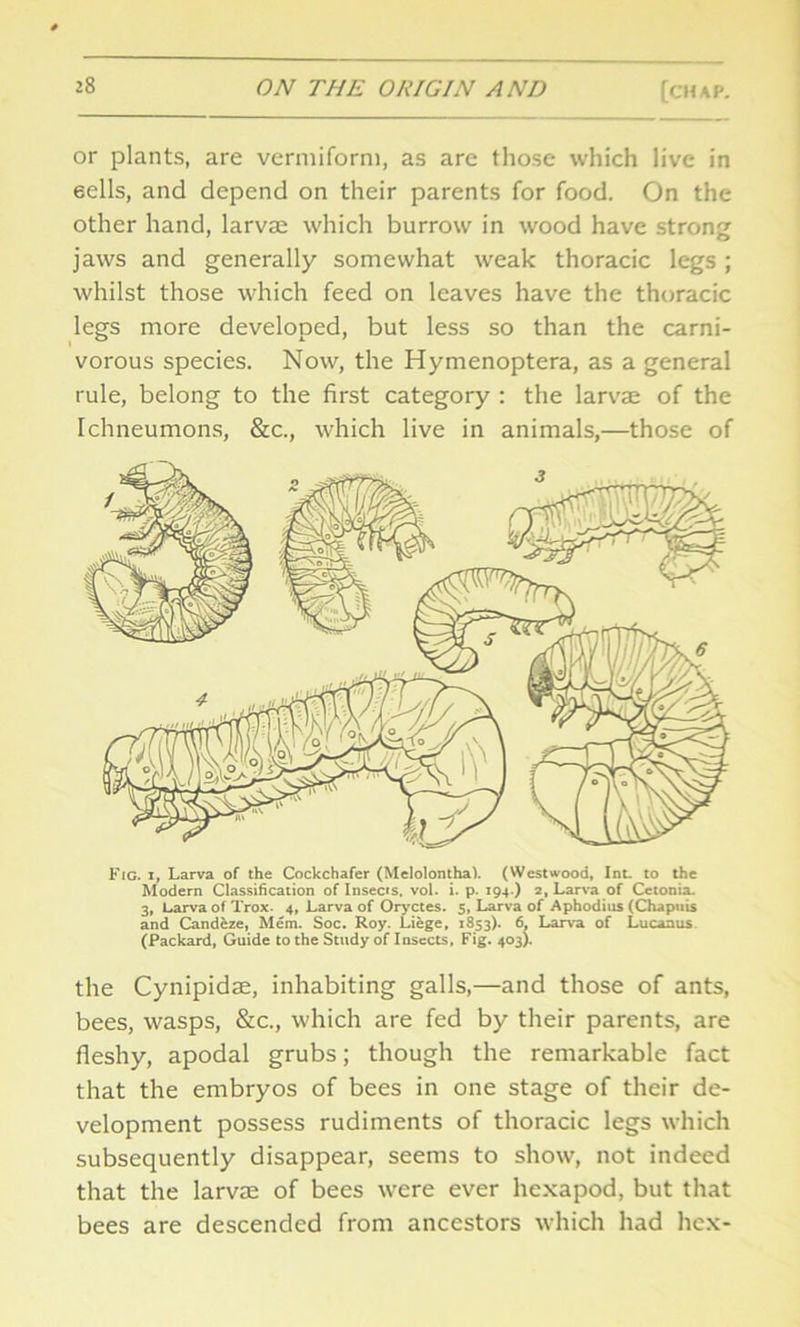or plants, are vermiform, as are those which live in 6ells, and depend on their parents for food. On the other hand, larvae which burrow in wood have strong jaws and generally somewhat weak thoracic legs ; whilst those which feed on leaves have the thoracic legs more developed, but less so than the carni- vorous species. Now, the Hymenoptera, as a general rule, belong to the first category : the larvae of the Ichneumons, &c., which live in animals,—those of Fig. i, Larva of the Cockchafer (Melolontha). (Westwood, Int. to the Modern Classification of Insecis, vol. i. p. 194 ) 2, Larva of Cctonia. 3, Larva of Trox. 4, Larva of Oryctes. 5, Larva of Aphodius (Chapuis and Candeze, Mem. Soc. Roy. Liege, 1853). 6, Larva of Lucanus (Packard, Guide to the Study of Insects, Fig. 403). the Cynipidae, inhabiting galls,—and those of ants, bees, wasps, &c., which are fed by their parents, are fleshy, apodal grubs; though the remarkable fact that the embryos of bees in one stage of their de- velopment possess rudiments of thoracic legs which subsequently disappear, seems to show, not indeed that the larvae of bees were ever hexapod, but that bees are descended from ancestors which had hex-