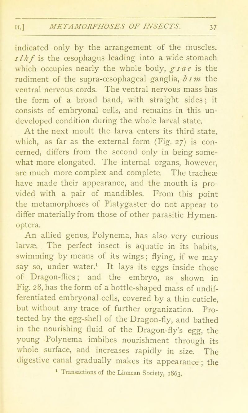 indicated only by the arrangement of the muscles. s Ikf is the oesophagus leading into a wide stomach which occupies nearly the whole body, gsae is the rudiment of the supra-cesophageal ganglia, bsm the ventral nervous cords. The ventral nervous mass has the form of a broad band, with straight sides; it consists of embryonal cells, and remains in this un- developed condition during the whole larval state. At the next moult the larva enters its third state, which, as far as the external form (Fig. 27) is con- cerned, differs from the second only in being some- what more elongated. The internal organs, however, are much more complex and complete. The tracheae have made their appearance, and the mouth is pro- vided with a pair of mandibles. From this point the metamorphoses of Platygaster do not appear to differ materially from those of other parasitic Hymen- optera. An allied genus, Polynema, has also very curious larvae. The perfect insect is aquatic in its habits, swimming by means of its wings; flying, if we may say so, under water.1 It lays its eggs inside those of Dragon-flies; and the embryo, as shown in Fig. 28, has the form of a bottle-shaped mass of undif- ferentiated embryonal cells, covered by a thin cuticle, but without any trace of further organization. Pro- tected by the egg-shell of the Dragon-fly, and bathed in the nourishing fluid of the Dragon-fly’s egg, the young Polynema imbibes nourishment through its whole surface, and increases rapidly in size. The digestive canal gradually makes its appearance; the 1 Transactions of the Linnean Society, 1863.