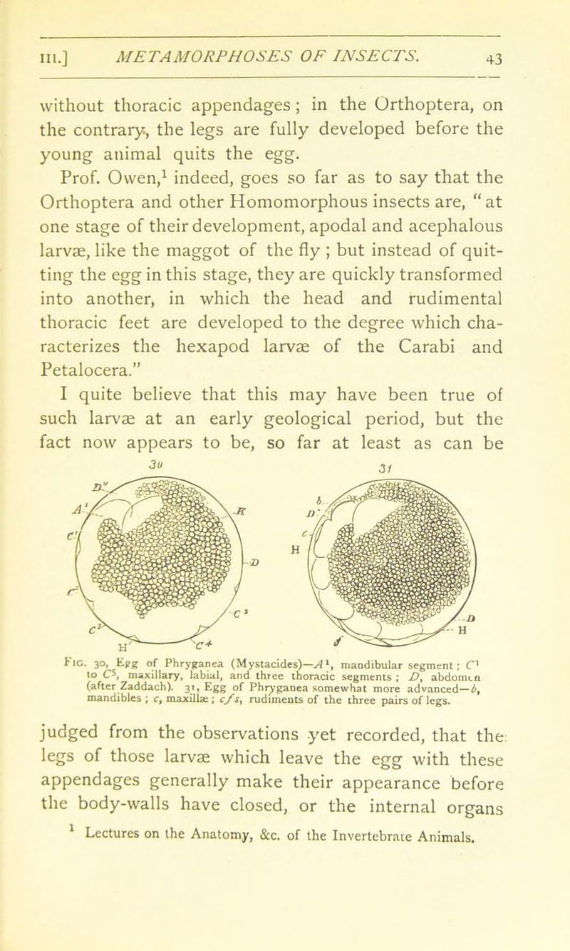 without thoracic appendages; in the Orthoptera, on the contrary, the legs are fully developed before the young animal quits the egg. Prof. Owen,1 indeed, goes so far as to say that the Orthoptera and other Homomorphous insects are, “at one stage of their development, apodal and acephalous larvae, like the maggot of the fly ; but instead of quit- ting the egg in this stage, they are quickly transformed into another, in which the head and rudimental thoracic feet are developed to the degree which cha- racterizes the hexapod larvae of the Carabi and Petalocera.” I quite believe that this may have been true of such larvae at an early geological period, but the fact now appears to be, so far at least as can be Fig. 30, Egg of Phryganea (Mystacides)—Al, mandibular segment; C1 to C5, maxillary, labial, and three thoracic segments ; D, abdomen (after Zaddach). 31, Egg of Phryganea somewhat more advanced—b% mandibles ; c, maxillae ; c/s, rudiments of the three pairs of legs. judged from the observations yet recorded, that the legs of those larvae which leave the egg with these appendages generally make their appearance before the body-walls have closed, or the internal organs 1 Lectures on the Anatomy, &c. of the Invertebrate Animals.