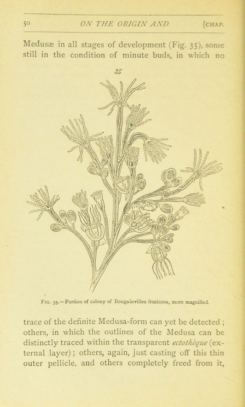 Medusae in all stages of development (Fig. 35), some still in the condition of minute buds, in which no SS Fig. 33.—Portion of colony of Bougainvillea fruticosa, more magnified. trace of the definite Medusa-form can yet be detected ; others, in which the outlines of the Medusa can be distinctly traced within the transparent ectothbque (ex- ternal layer); others, again, just casting off this thin outer pellicle, and others completely freed from it,