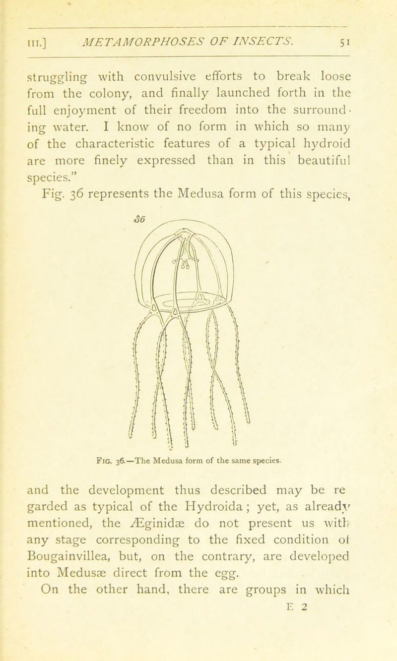 struggling- with convulsive efforts to break loose from the colony, and finally launched forth in the full enjoyment of their freedom into the surround- ing water. I know of no form in which so many of the characteristic features of a typical hydroid are more finely expressed than in this beautiful species.” Fig. 36 represents the Medusa form of this species, and the development thus described may be re garded as typical of the Hydroida ; yet, as already mentioned, the yEginidae do not present us with any stage corresponding to the fixed condition ot Bougainvillea, but, on the contrary, are developed into Medusae direct from the egg. On the other hand, there are groups in which E 2