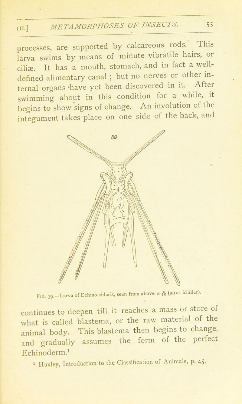 processes, are supported by calcareous rods. . This larva swims by means of minute vibratile hairs, or cilise. It has a mouth, stomach, and in fact a well- defined alimentary canal ; but no nerves or other in- ternal organs 'have yet been discovered in it. After swimming about in this condition for a while, it begins to show signs of change. An involution of the integument takes place on one side of the back, and Fig. 39.-Larva of Echino-cidaris, seen from above x A (after Muller). continues to deepen till it reaches a mass or stoie of what is called blastema, or the raw material of the animal body. This blastema then begins to change, and gradually assumes the form of the perfect Echinoderm.1 1 Iluxley, Introduction to tlie Classification of Animals, p. 45-
