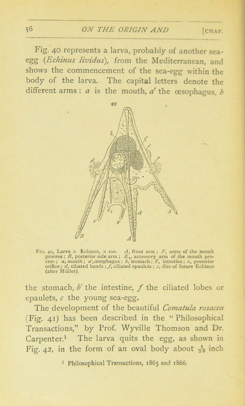 Fig. 40 represents a larva, probably of another sea- egg (Echinus lividus), from the Mediterranean, and shows the commencement of the sea-egg within the body of the larva. The capital letters denote the different arms : a is the mouth, a the oesophagus, b Fig. 40, Larva o Echinus, x 100. A, front arm ; F, arms of the mouth process ; B, posterior side arm ; Et, accessory arm of the mouth pro- cess ; a, mouth ; a',oesophagus ; b, stomach ; b\ intestine : o, posterior orifice ; d, ciliated bands ciliated epaulets ; c, disc of future Echinus (after Muller). the stomach, b' the intestine, f the ciliated lobes or epaulets, c the young sea-egg. The development of the beautiful Coviatula rosacea (Fig. 41) has been described in the “ Philosophical Transactions,” by Prof. Wyville Thomson and Dr. Carpenter.1 The larva quits the egg, as shown in Fig. 42, in the form of an oval body about 3l3 inch ! Philosophical Transactions, 1865 and tS66.
