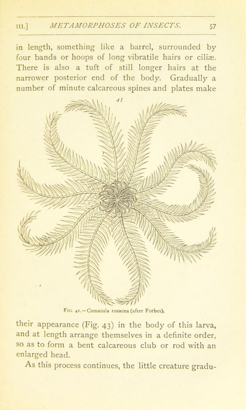 in length, something like a barrel, surrounded by four bands or hoops of long vibratile hairs or ciliae. There is also a tuft of still longer hairs at the narrower posterior end of the body. Gradually a number of minute calcareous spines and plates make Fig. 41.—Comatula rosacea (after Forbes). their appearance (Fig. 43) in the body of this larva, and at length arrange themselves in a definite order, so as to form a bent calcareous club or rod with an enlarged head. As this process continues, the little creature gradu-
