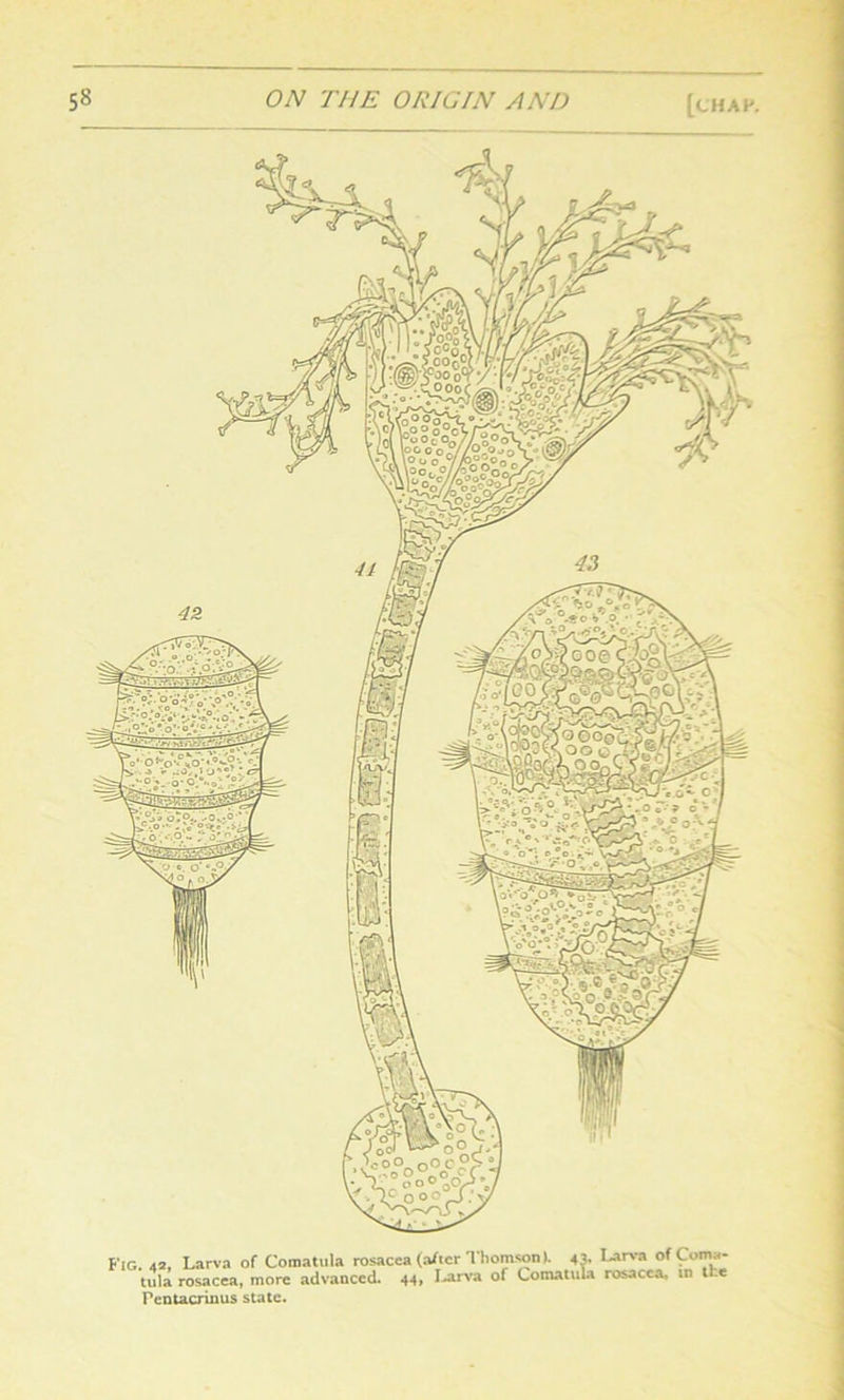 Fig. 42, Larva of Comatula rosacea (after Thomson). 43. Larva of Coma- tula rosacea, more advanced. 44, Larva of Comatula rosacea, in ti e Fentacrinus state.