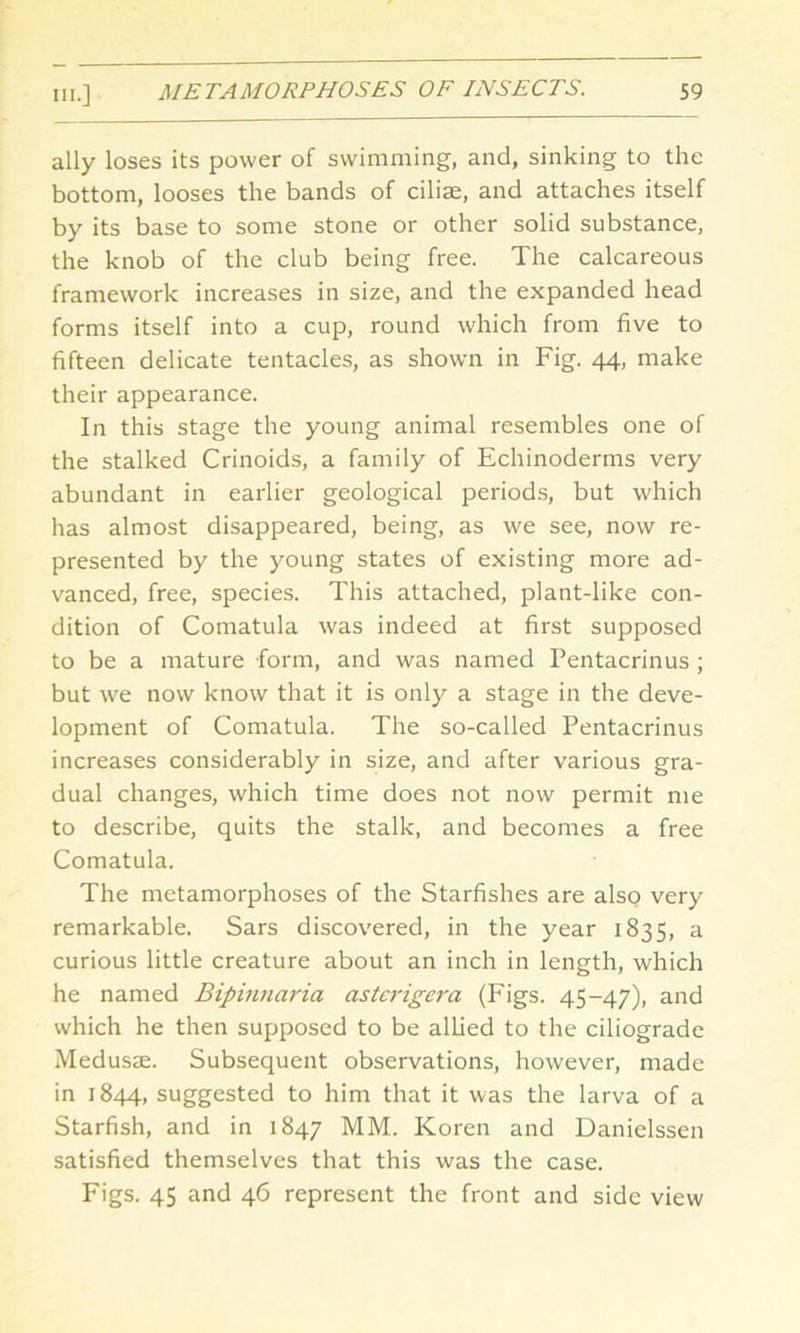 ally loses its power of swimming, and, sinking to the bottom, looses the bands of ciliae, and attaches itself by its base to some stone or other solid substance, the knob of the club being free. The calcareous framework increases in size, and the expanded head forms itself into a cup, round which from five to fifteen delicate tentacles, as shown in Fig. 44, make their appearance. In this stage the young animal resembles one of the stalked Crinoids, a family of Echinoderms very abundant in earlier geological periods, but which has almost disappeared, being, as we see, now re- presented by the young states of existing more ad- vanced, free, species. This attached, plant-like con- dition of Comatula was indeed at first supposed to be a mature form, and was named Pentacrinus ; but we now know that it is only a stage in the deve- lopment of Comatula. The so-called Pentacrinus increases considerably in size, and after various gra- dual changes, which time does not now permit me to describe, quits the stalk, and becomes a free Comatula. The metamorphoses of the Starfishes are also very remarkable. Sars discovered, in the year 1835, a curious little creature about an inch in length, which he named Bipinnaria asterigera (Figs. 45-47), and which he then supposed to be allied to the ciliograde Medusae. Subsequent observations, however, made in 1844 suggested to him that it was the larva of a Starfish, and in 1847 MM. Koren and Danielssen satisfied themselves that this was the case. Figs. 45 and 46 represent the front and side view