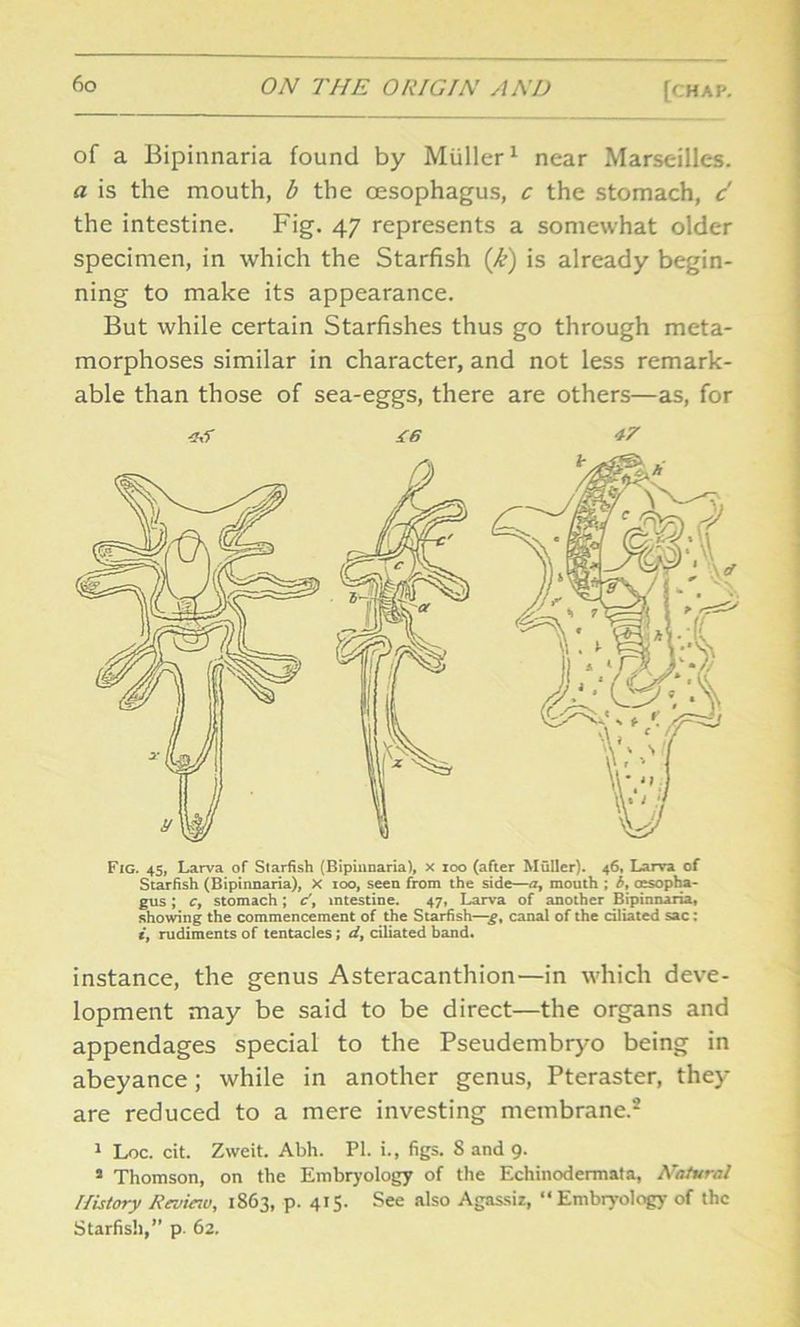 of a Bipinnaria found by Muller1 near Marseilles. a is the mouth, b the oesophagus, c the stomach, d the intestine. Fig. 47 represents a somewhat older specimen, in which the Starfish (k) is already begin- ning to make its appearance. But while certain Starfishes thus go through meta- morphoses similar in character, and not less remark- able than those of sea-eggs, there are others—as, for £6 47 instance, the genus Asteracanthion—in which deve- lopment may be said to be direct—the organs and appendages special to the Pseudembryo being in abeyance; while in another genus, Pteraster, they are reduced to a mere investing membrane.2 1 Loc. cit. Zweit. Abh. PI. i., figs. 8 and 9. 2 Thomson, on the Embryology of the Echinodermata, Natural History Reuieiv, 1863, p. 415. See also Agassiz, “Embryology of the Starfish,” p. 62.