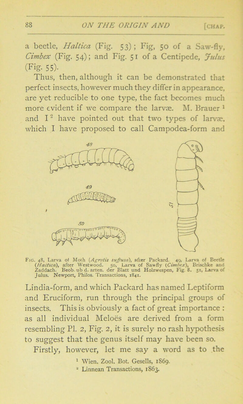 a beetle, Haltica (Fig. 53); Fig, 50 of a Saw-fly, Cbnbex (Fig. 54); and Fig. 5 1 of a Centipede, Julus (Fig- 55)- Thus, then, although it can be demonstrated that perfect insects, however much they differ in appearance, are yet reducible to one type, the fact becomes much more evident if we compare the larvae. M. Brauer 1 and 12 have pointed out that two types of larvae, which I have proposed to call Campodea-form and Fig. 48, Larva of Moth (Agrotis sujftusa), after Packard. 49, Larva of Beetle (Haltica), after Westwood. 50, Larva of Sawfly (Cintbex), Brischke and Zaddach. Beob. ub d. arten. der Blatt und Holzwespen, Fig. 8. 51, Larva of Julus. Newport, Philos. Transactions, 1841. Lindia-form, and which Packard has named Leptiform and Eruciform, run through the principal groups of insects. This is obviously a fact of great importance : as all individual Meloes are derived from a form resembling PI. 2, Fig. 2, it is surely no rash hypothesis to suggest that the genus itself may have been so. Firstly, however, let me say a word as to the 1 Wien. Zool. Bot. Gesells, 1S69. 3 Linnean Transactions, 1S63.